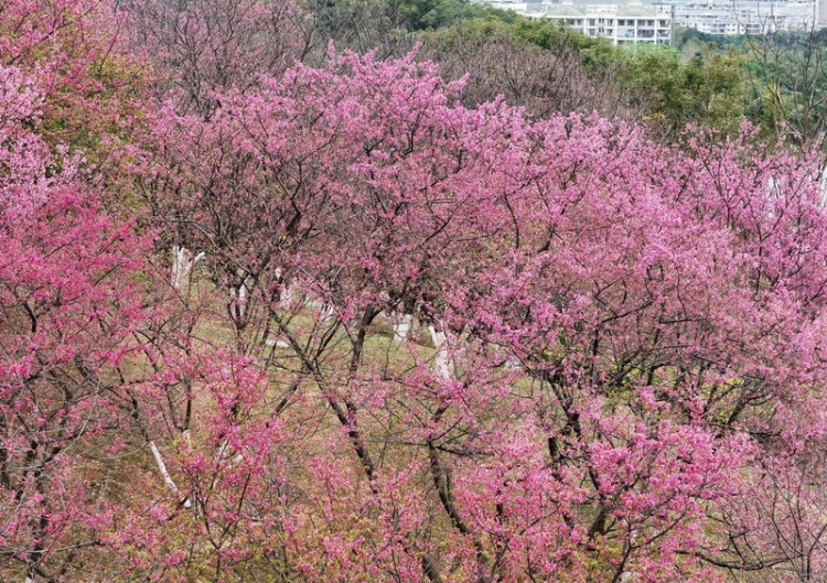 南宁石门森林公园樱花图片