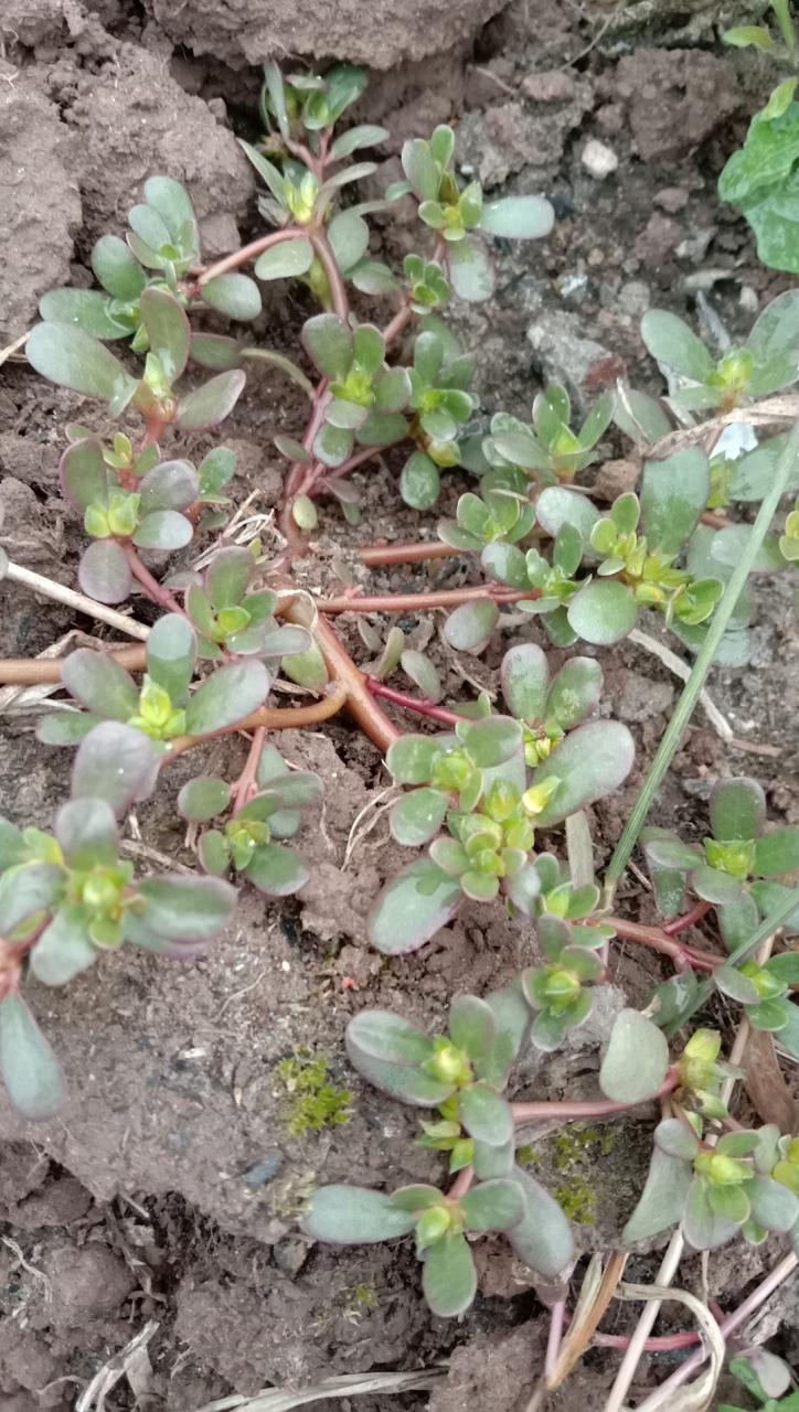 每天认识一种植物# 马思汉,很好吃的野菜.