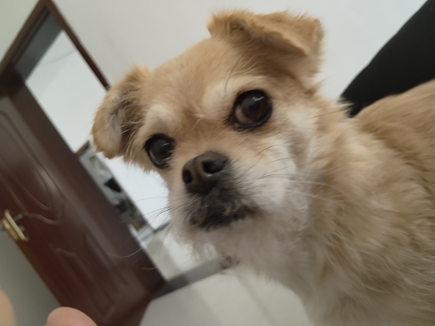 这只狗狗的大眼睛,好像会说话!