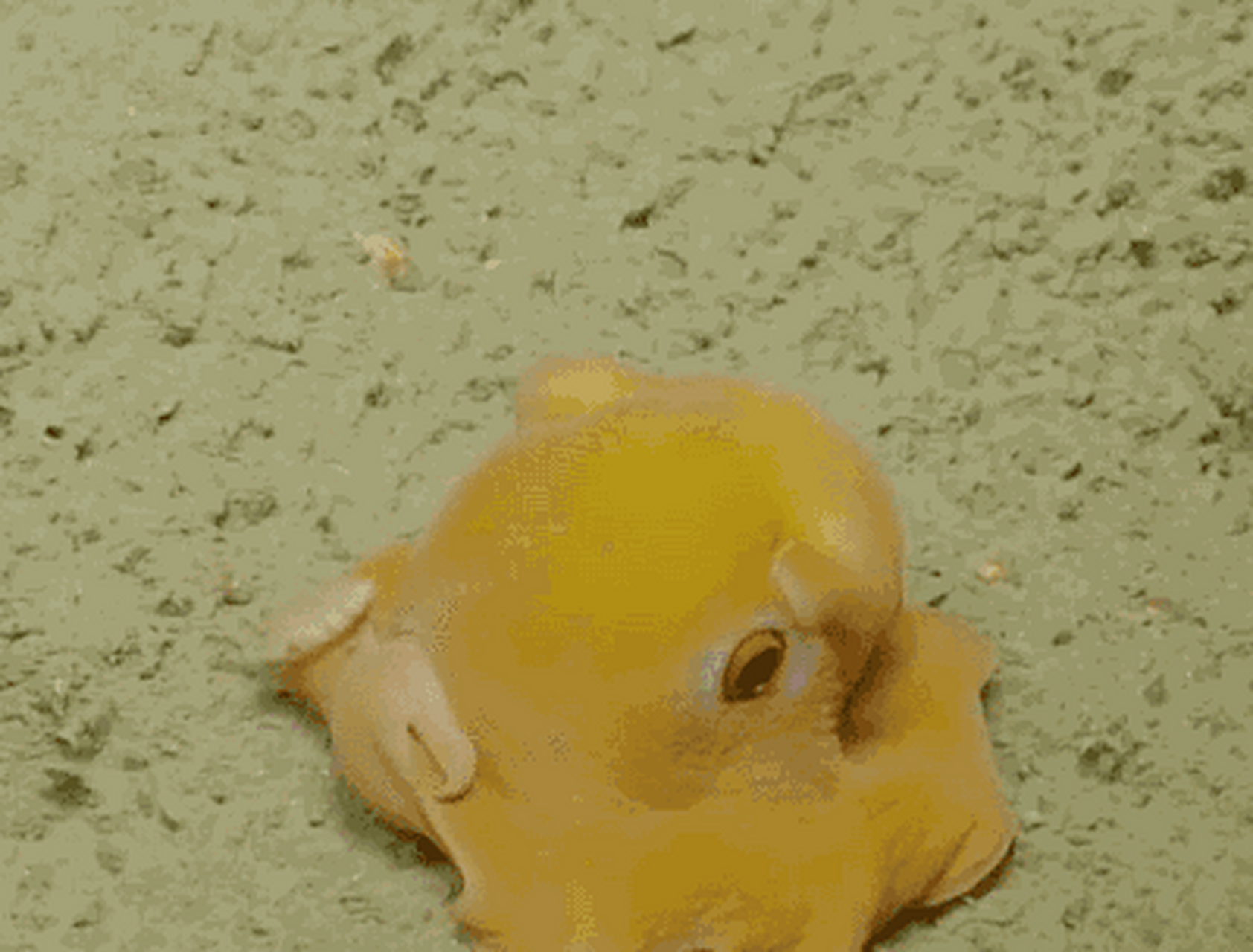 原来scp 999就是真实存在的