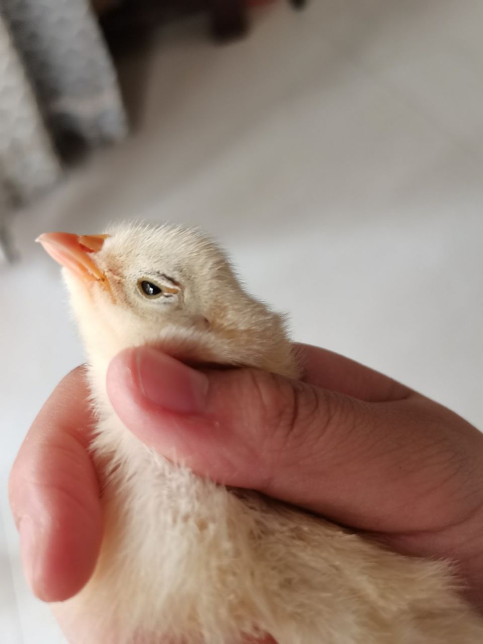 小鸡的眼睛怎么回事啊?谁能帮帮我?