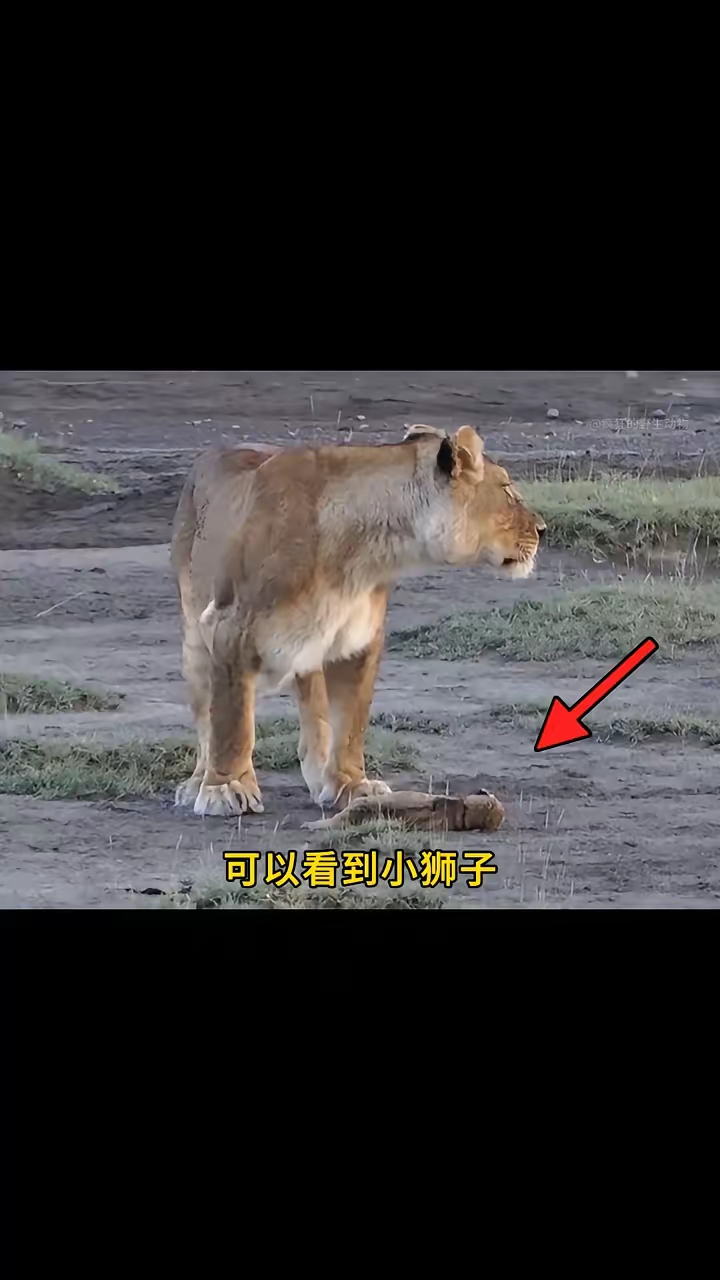 母狮一口咬掉小狮子的脑袋,这一幕简直太恐怖,也让人太难以相信