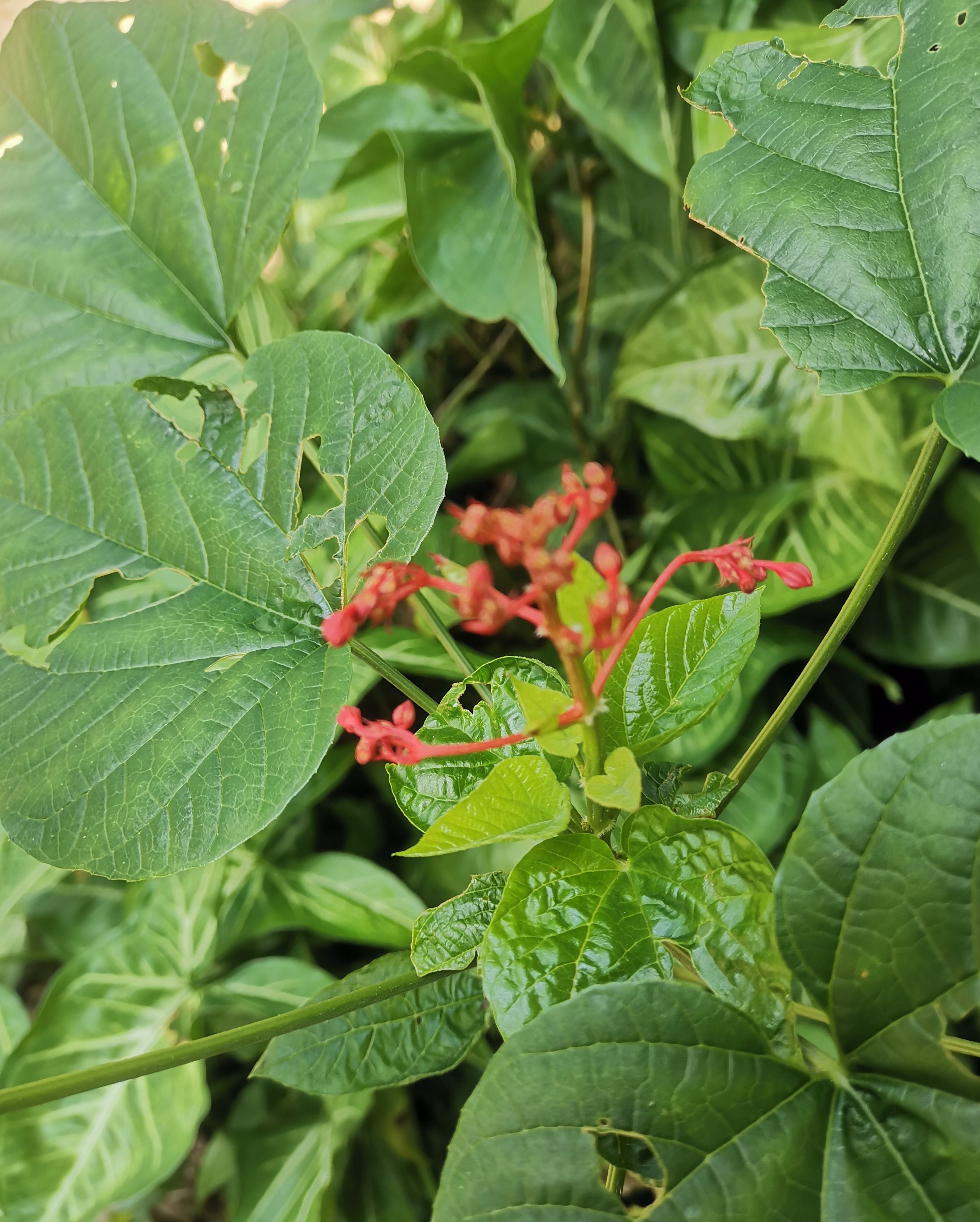 结小红果的植物大全图片