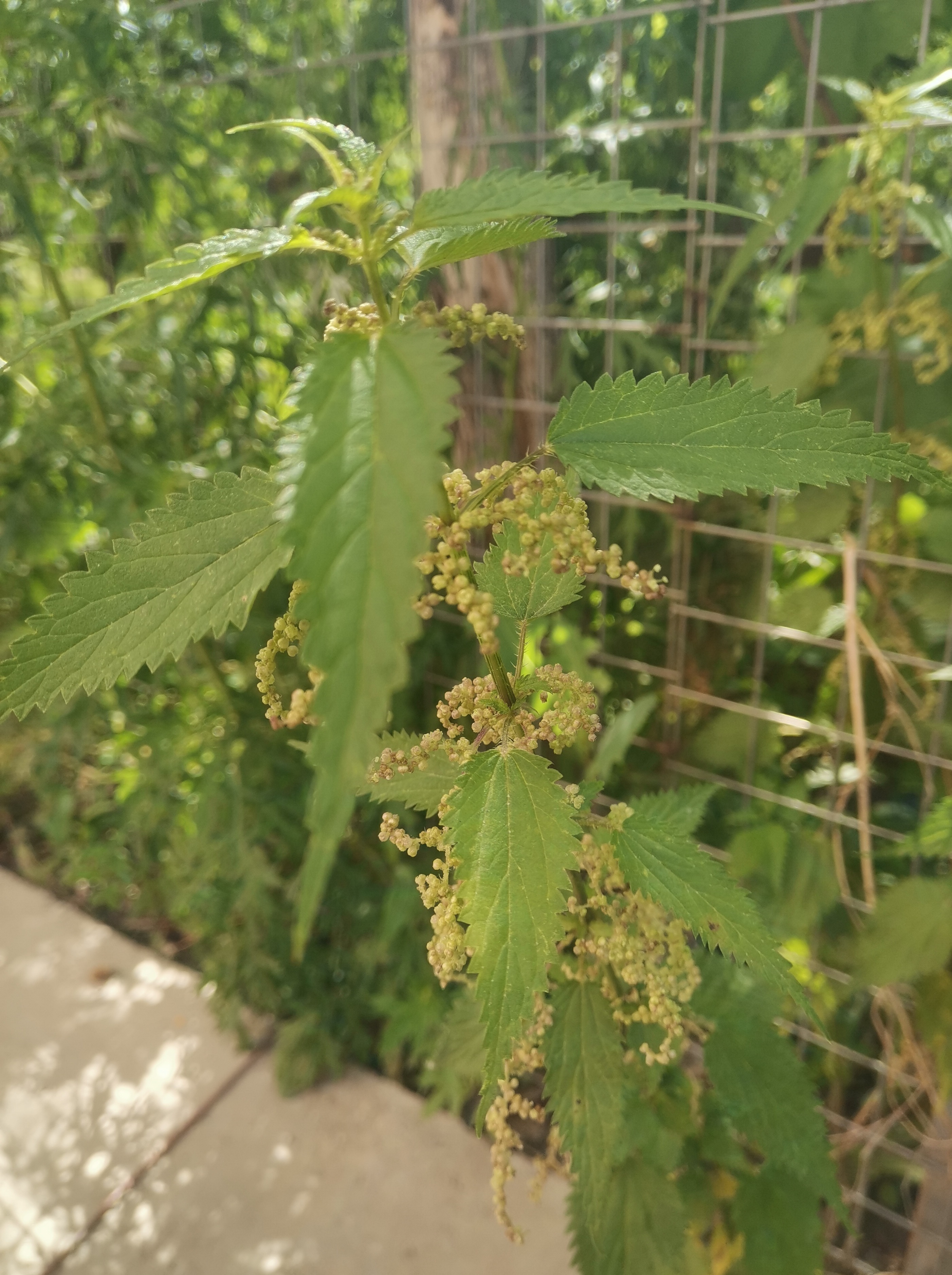狭叶荨麻,有祛风定惊之效.