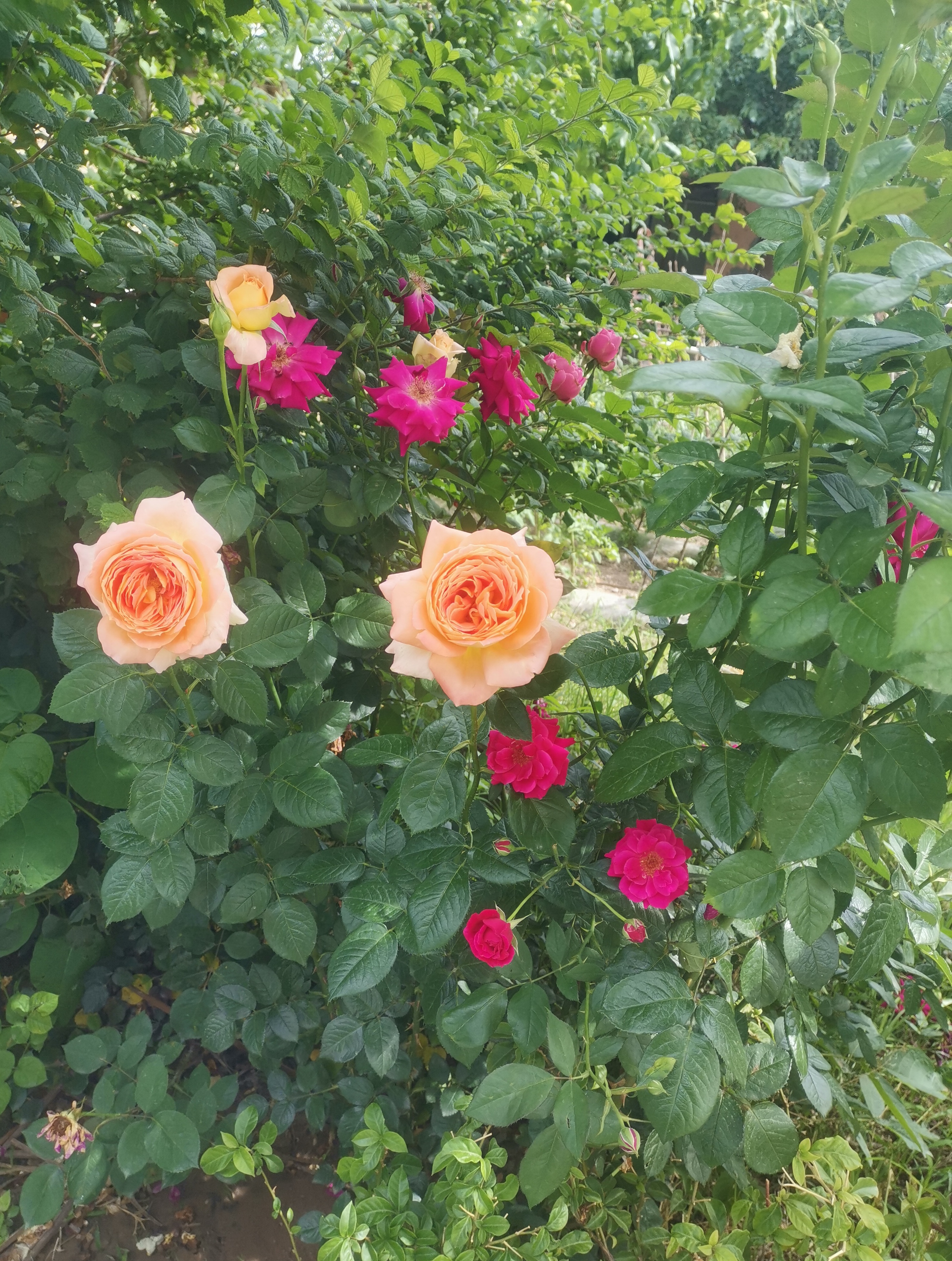 房前,树下,一棵一棵的玫瑰花树.这样的环境,真羡煞人也!