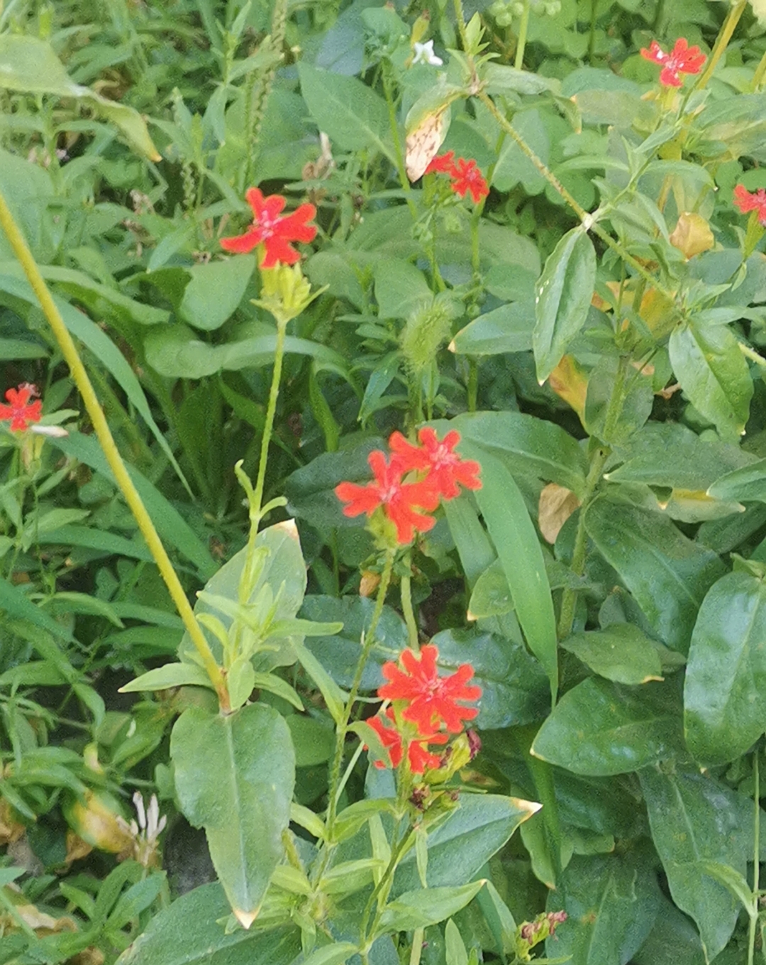 剪秋罗,挺有趣的花名.