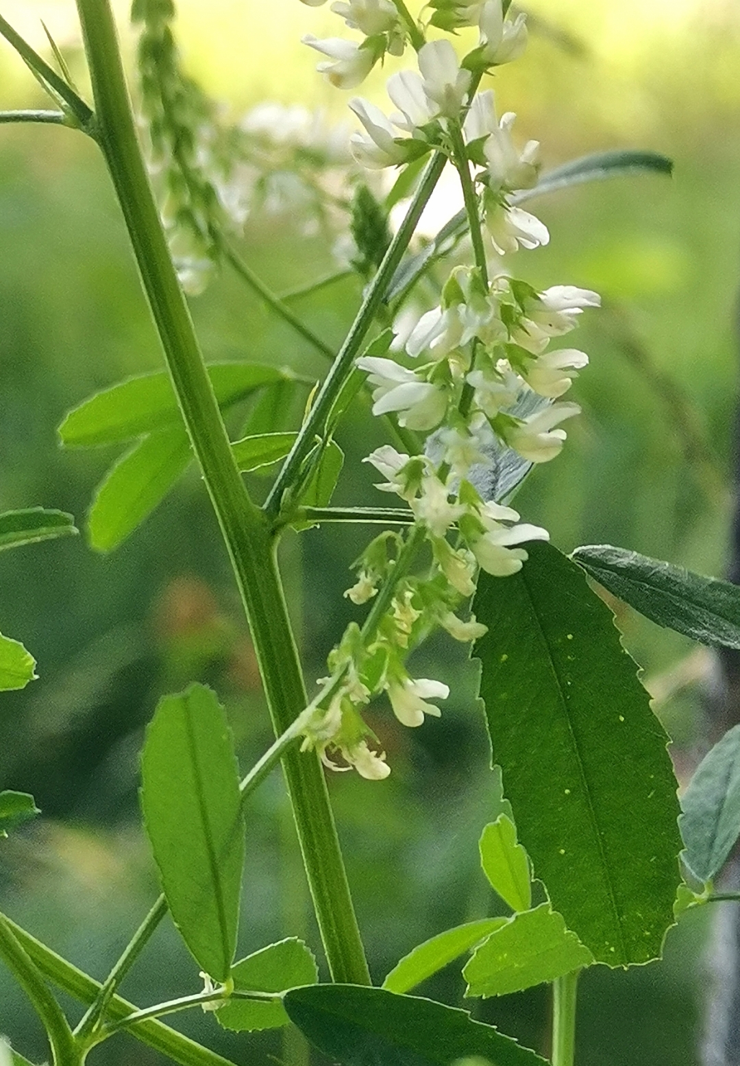 一株白花草木犀,靠着树杆,疏落的小白花呈穗状排列,看着挺休闲的.