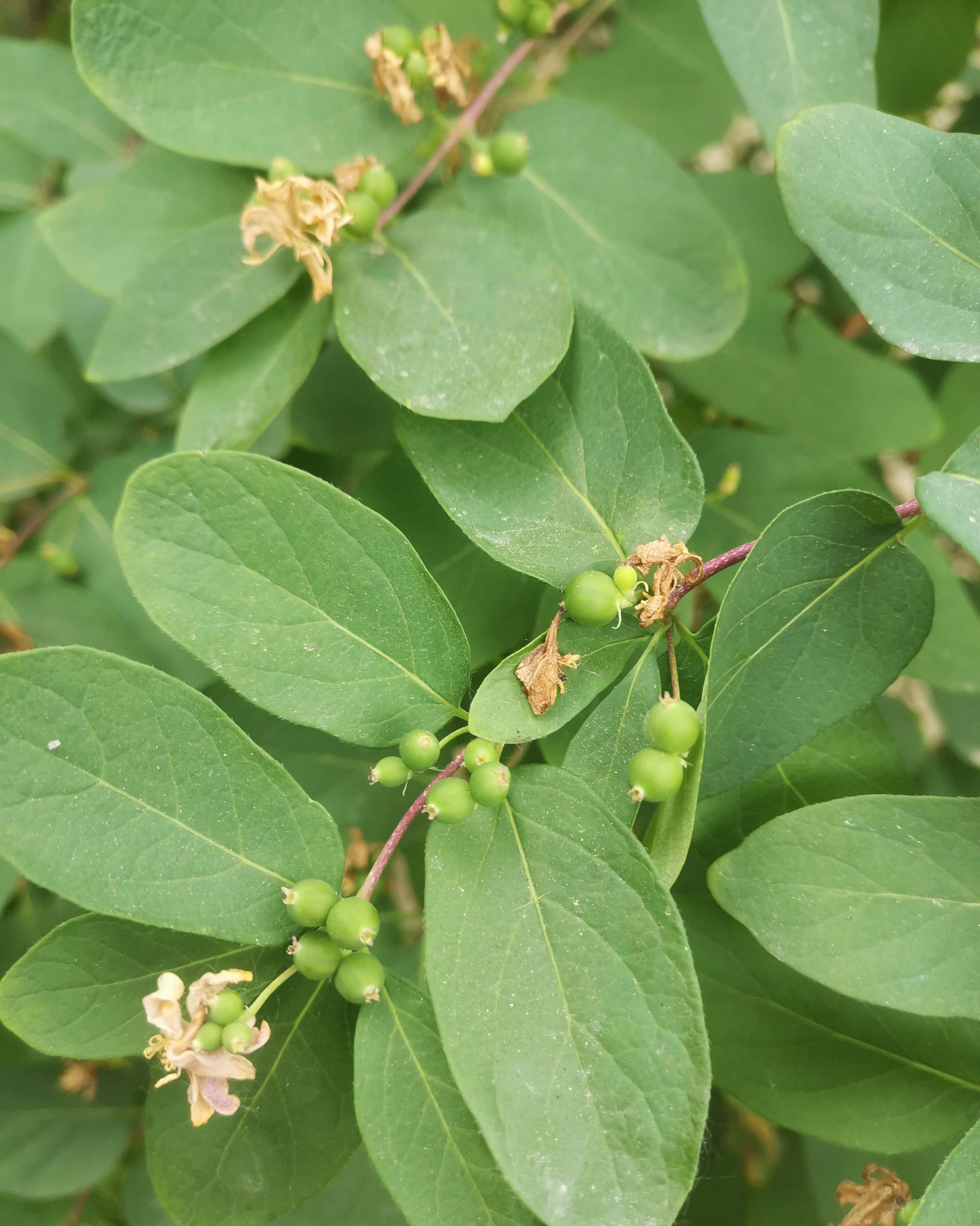小小的果,像绿豆那么大,不知最终能长多大.