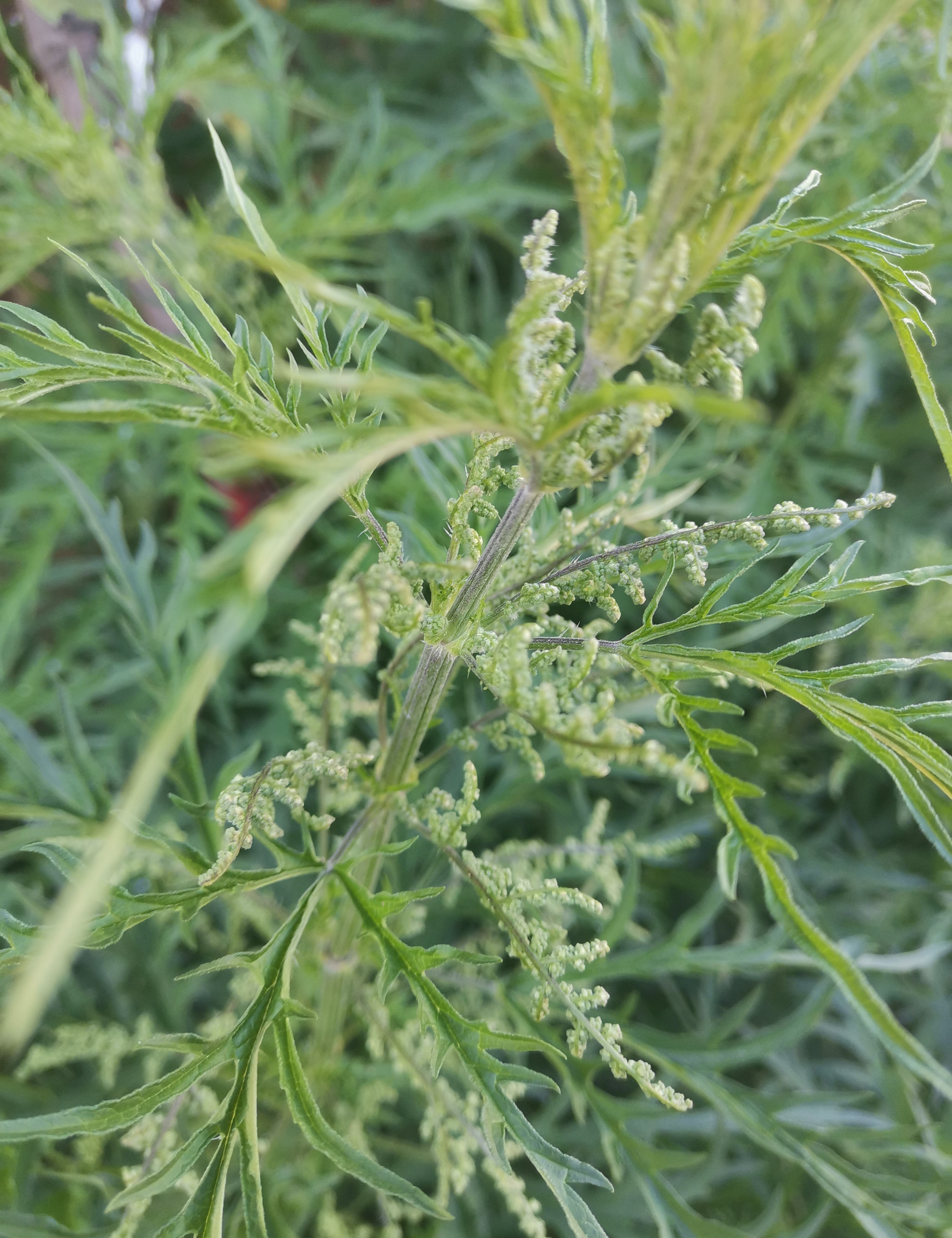 麻叶荨麻,看着挺像艾蒿,不知道它的历害,摸了一下,结果给狠狠地蛰了一