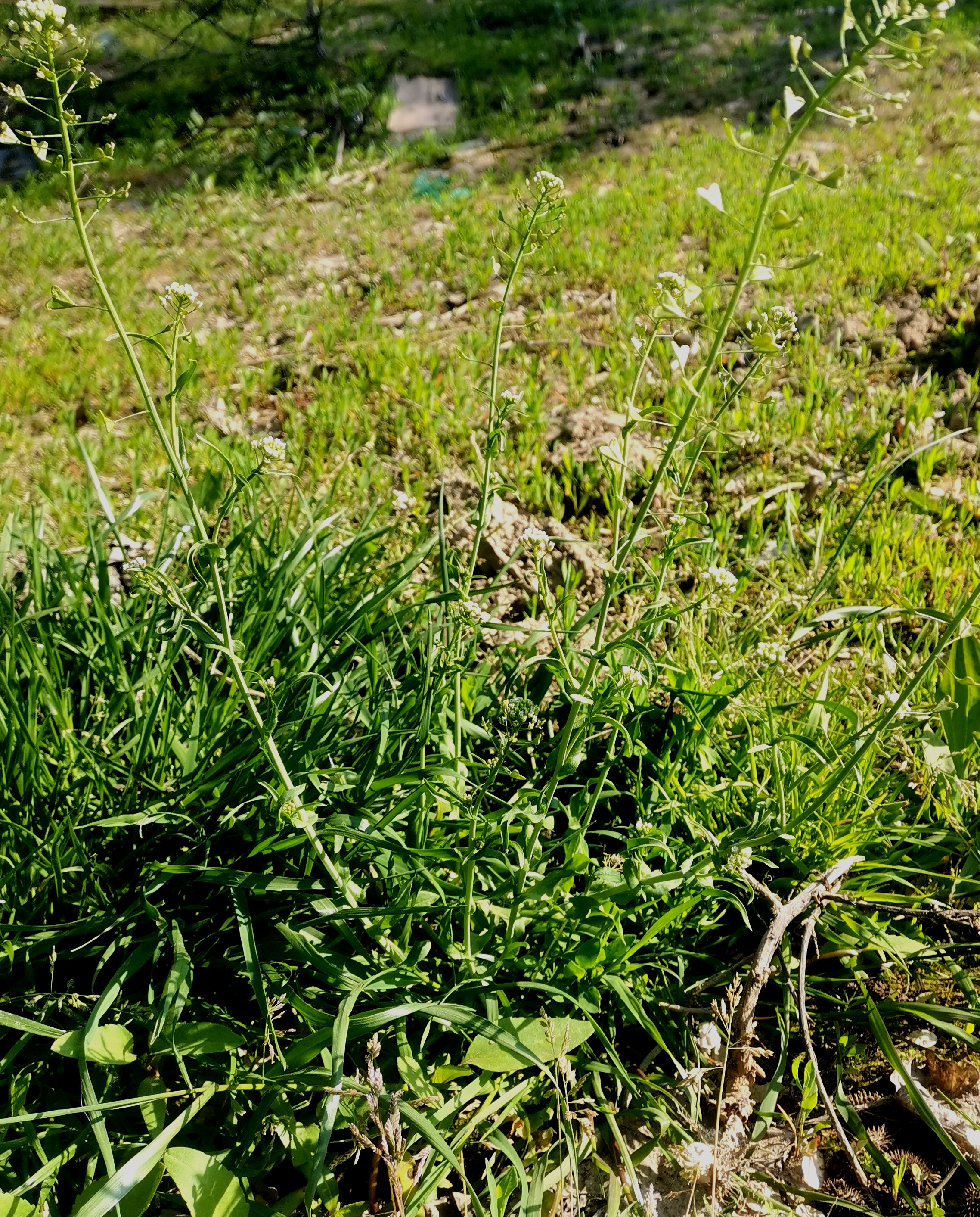 植物叶子水乳图片