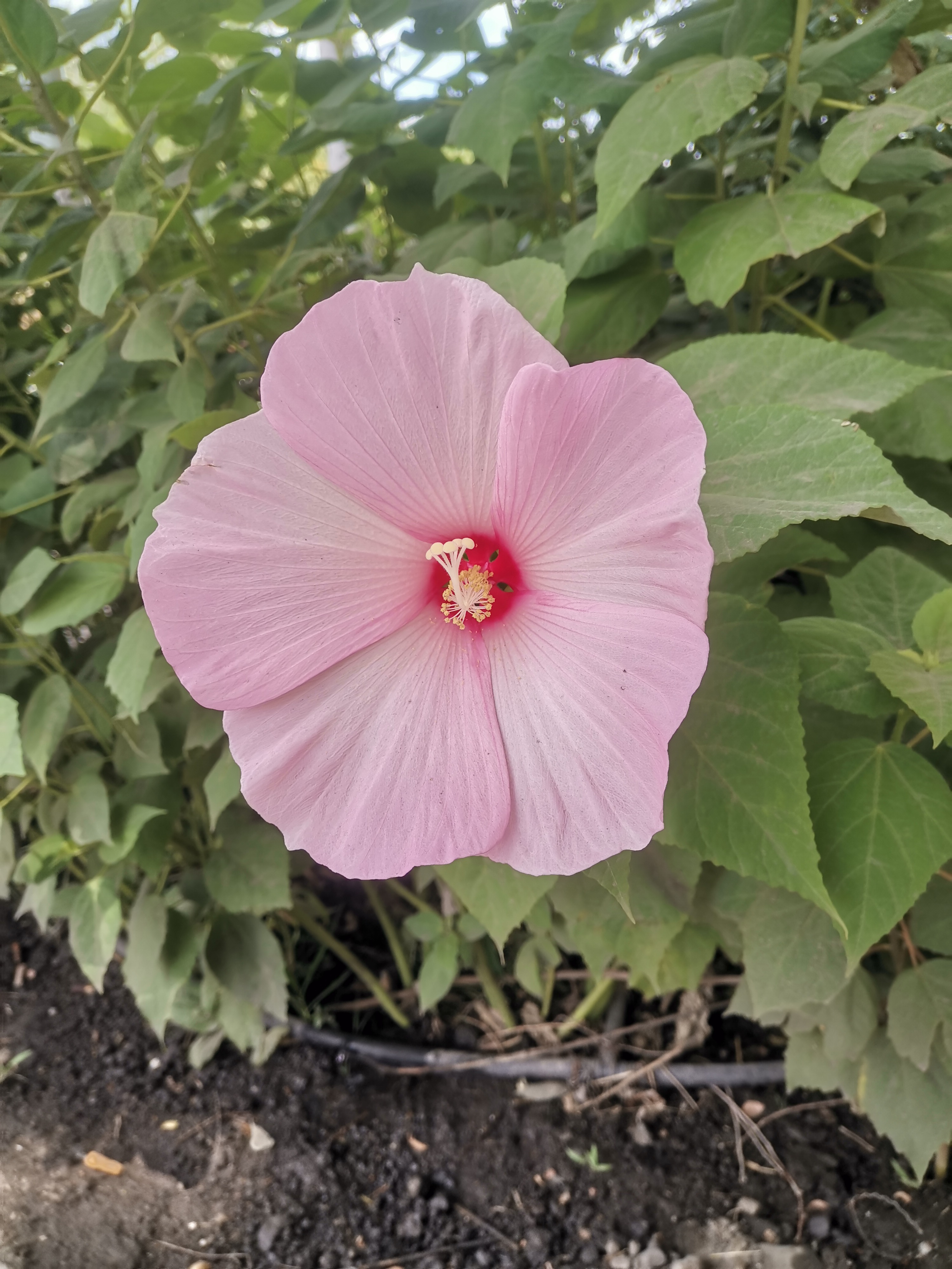 大花秋葵,花朵有一只碗那么大.