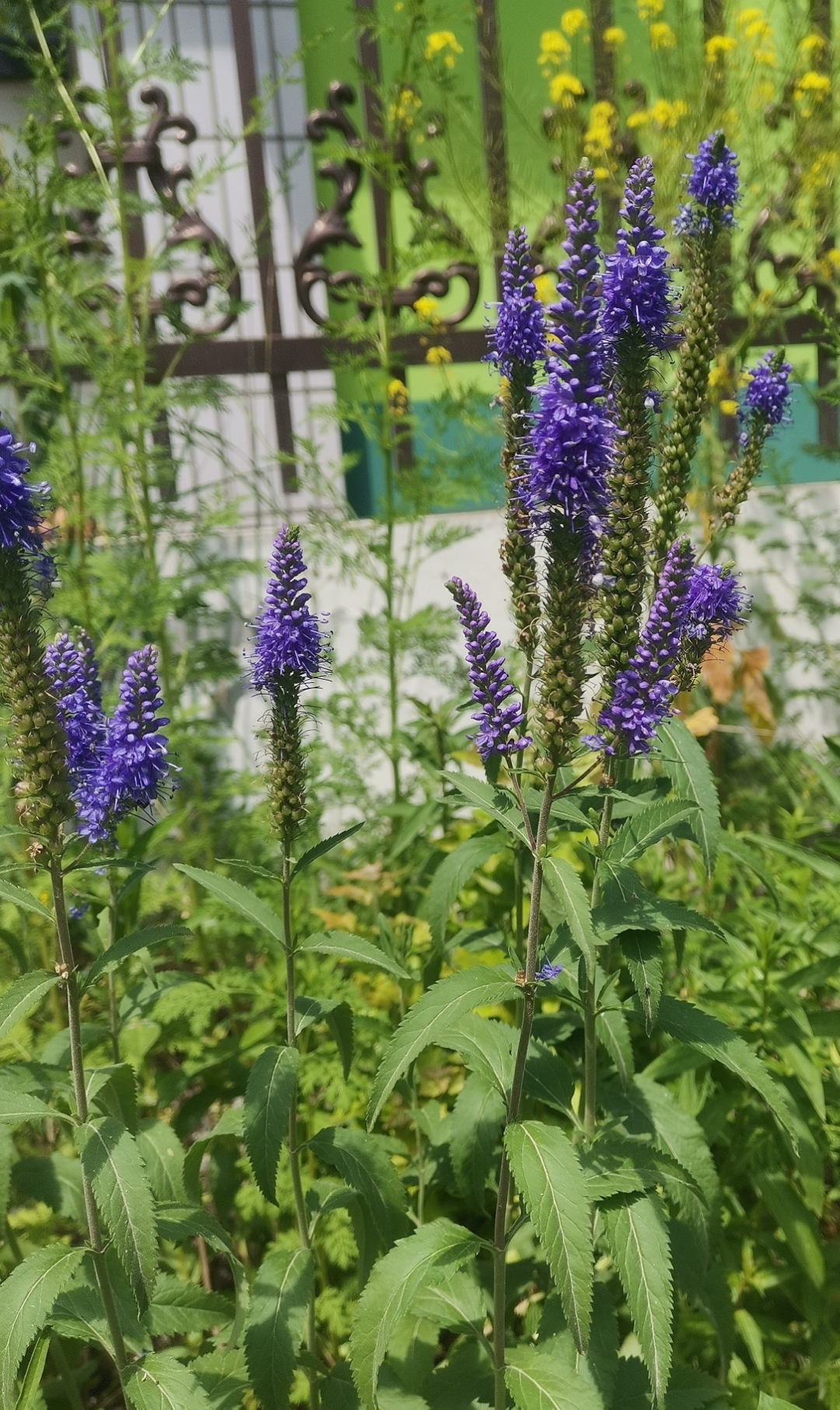 穗花,很贴切的花名.