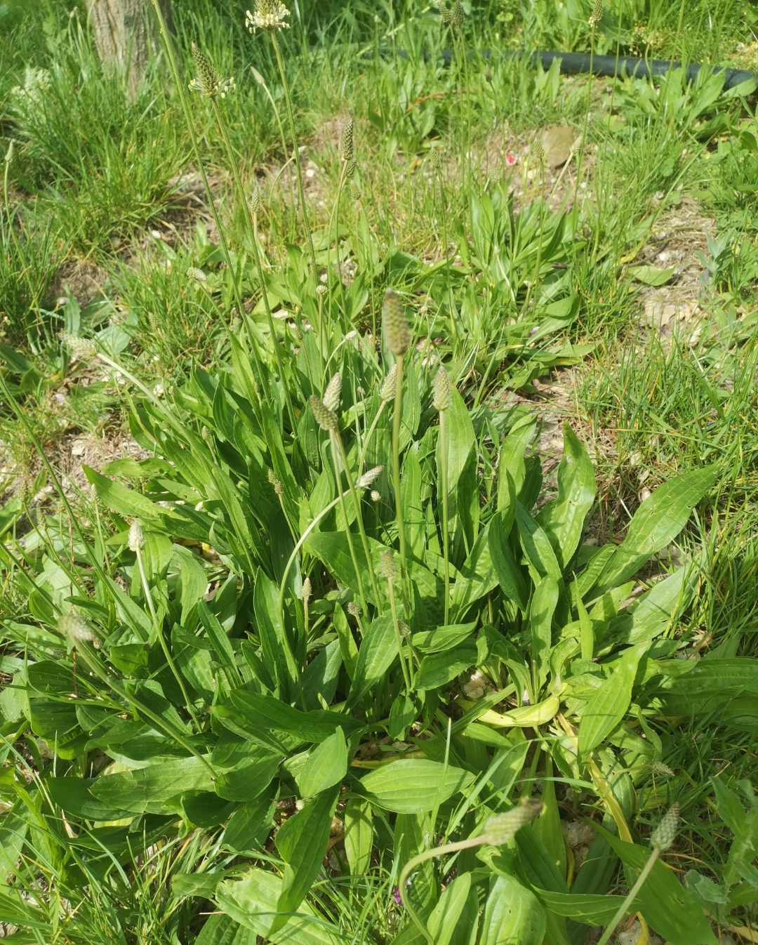 车前草开出的花朵,挺特别的.