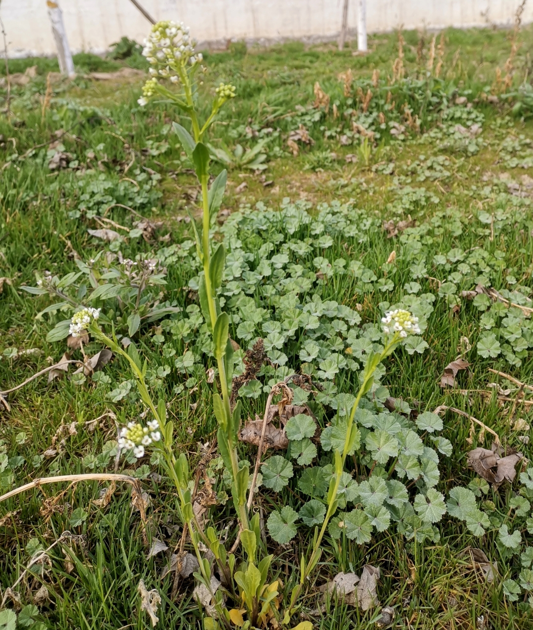 开白花的野草图片