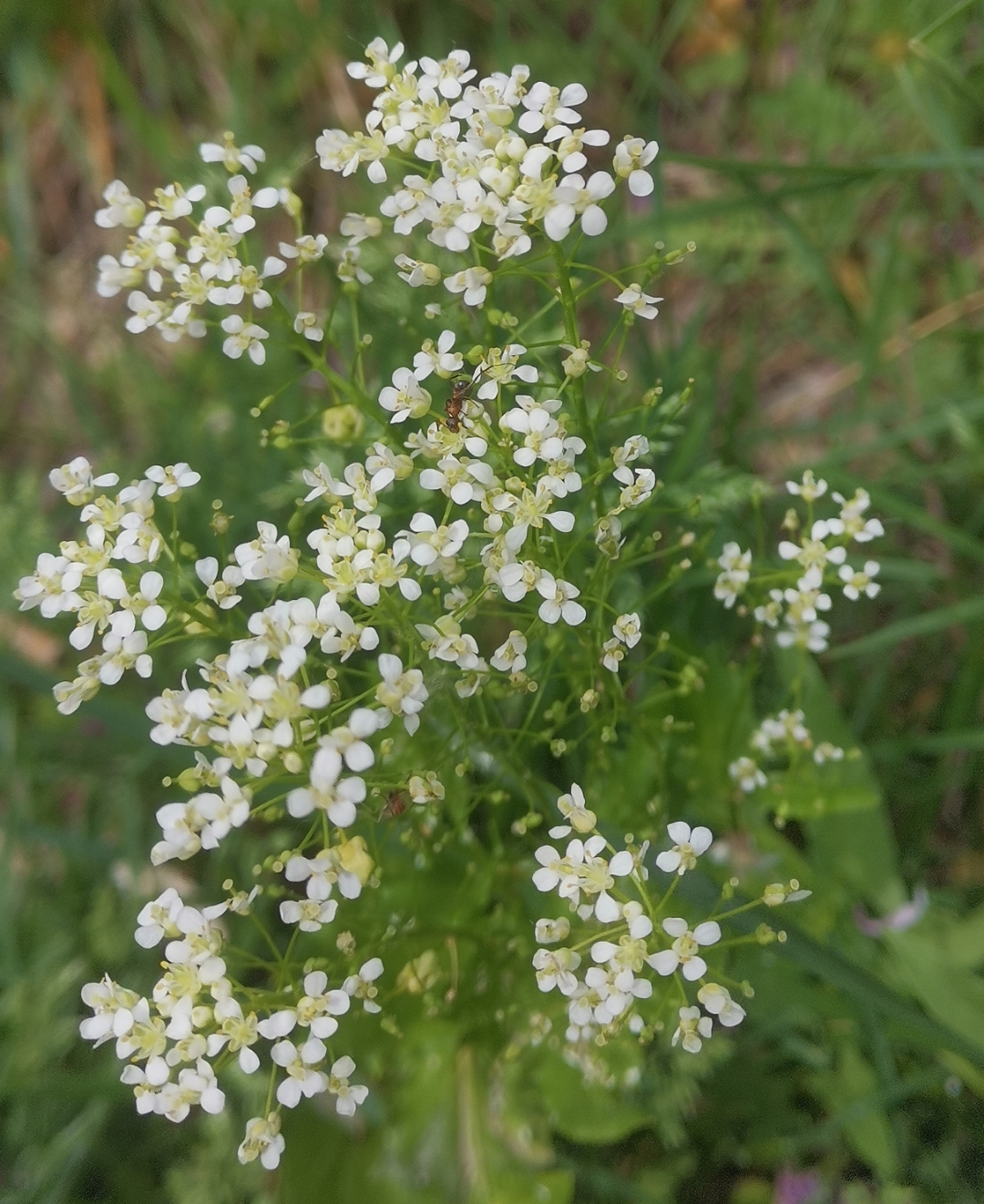 纯白色的花朵,紧密相拥,也可以算是花团锦族吧