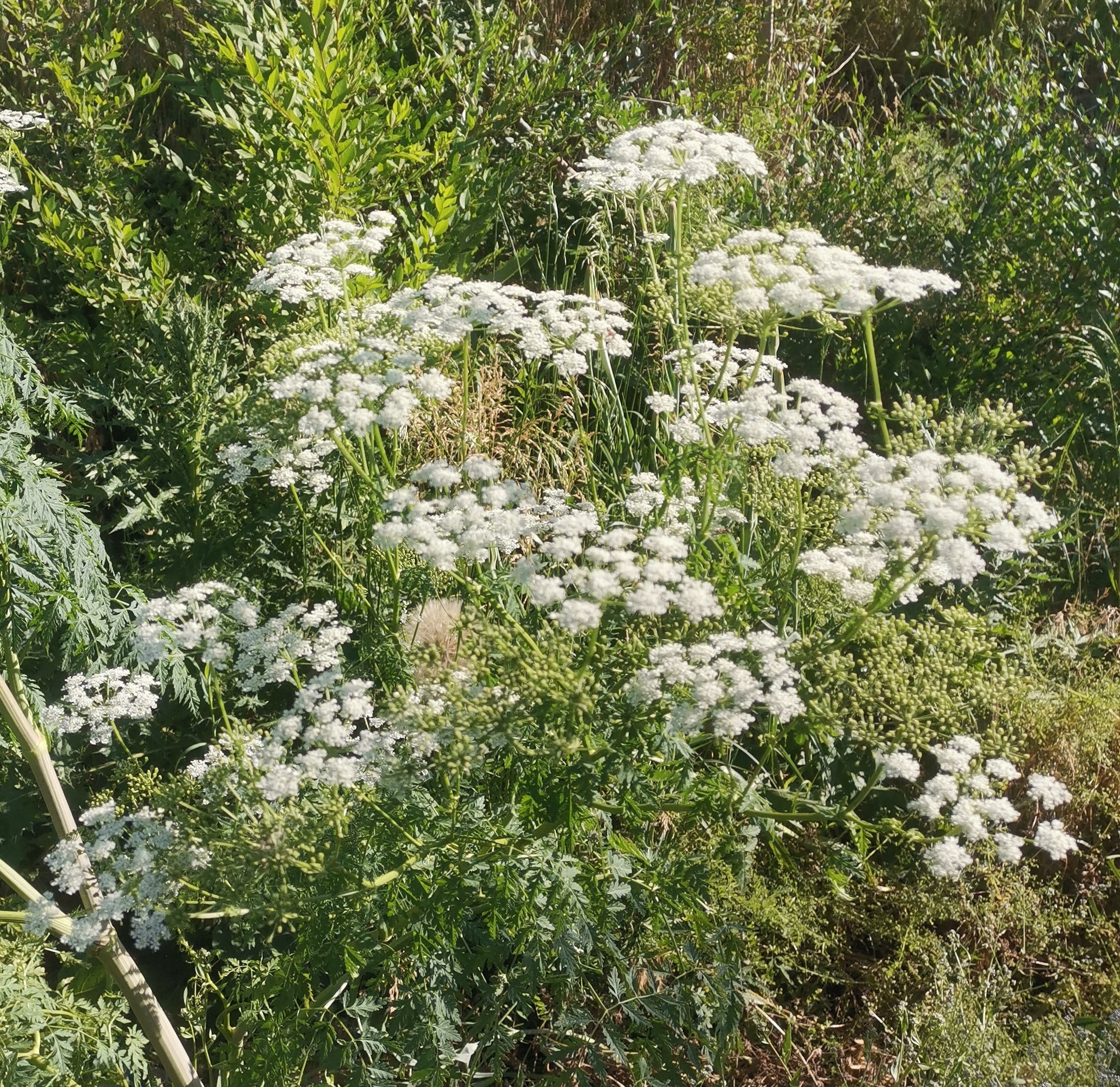 开白花的野草图片图片