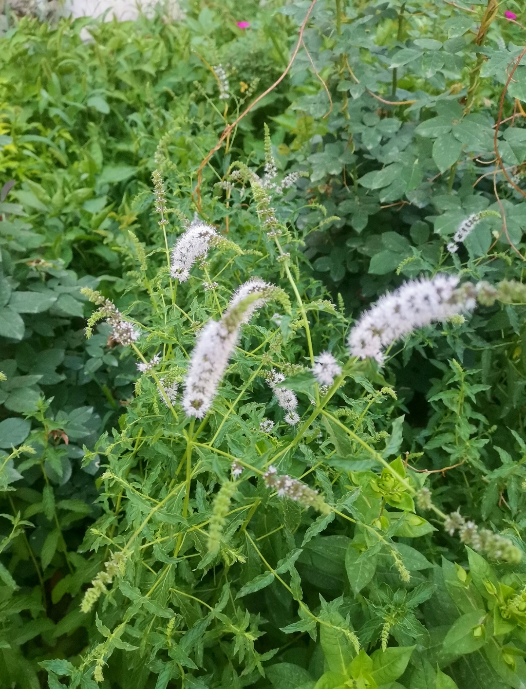 留兰香,也叫绿薄荷,青薄荷.伊犁的香草植物真的挺多