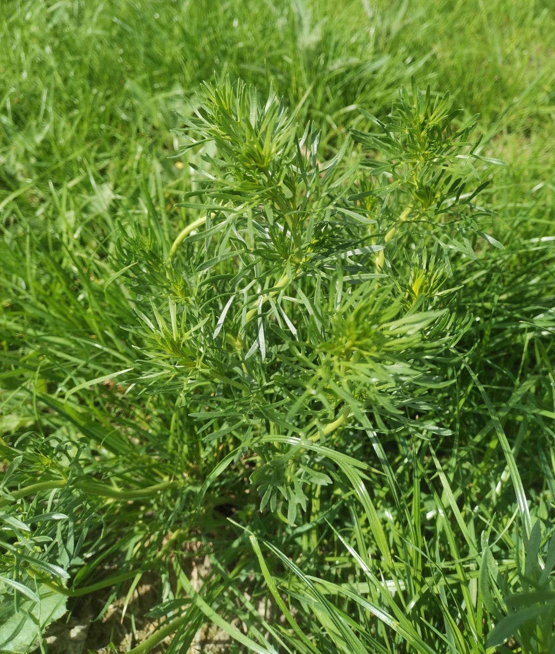 野草从中,一大蔟一大蔟的,长长的,一条一条的茎上,是条状的细长绿叶