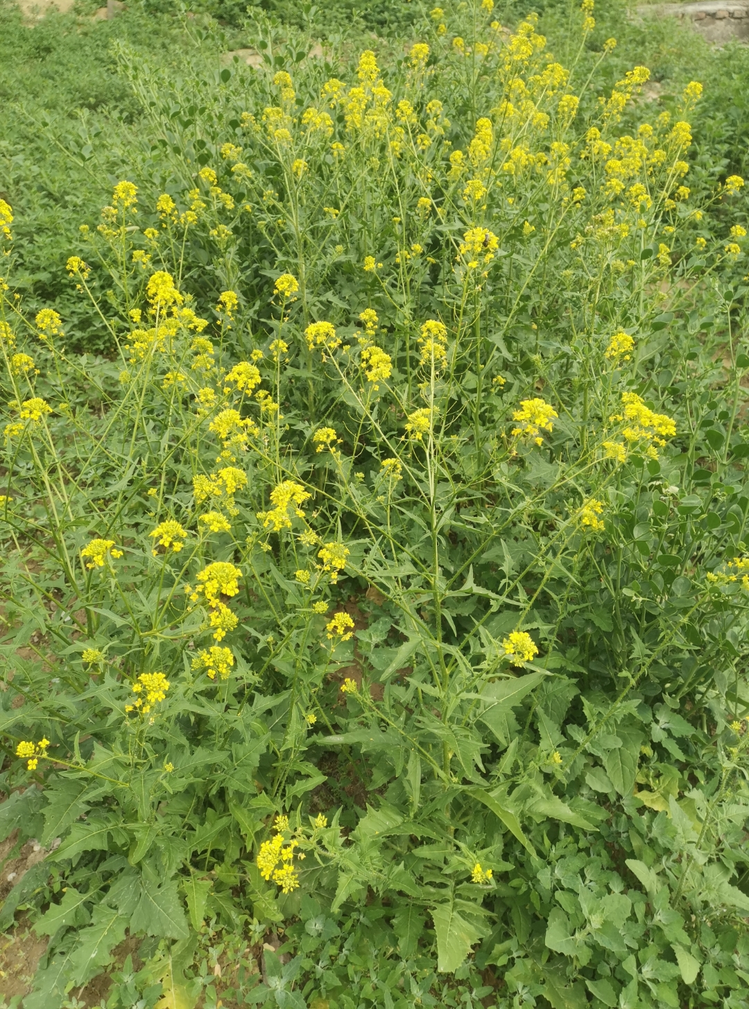 野油菜花?