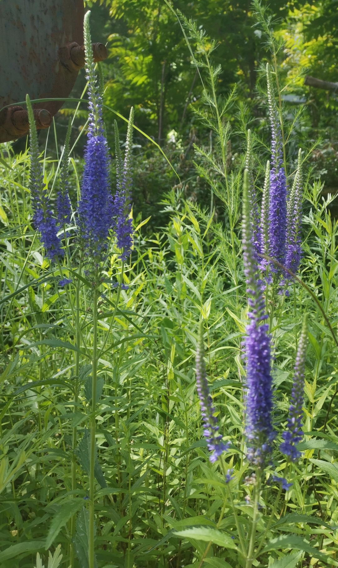 穗花,很贴切的花名.