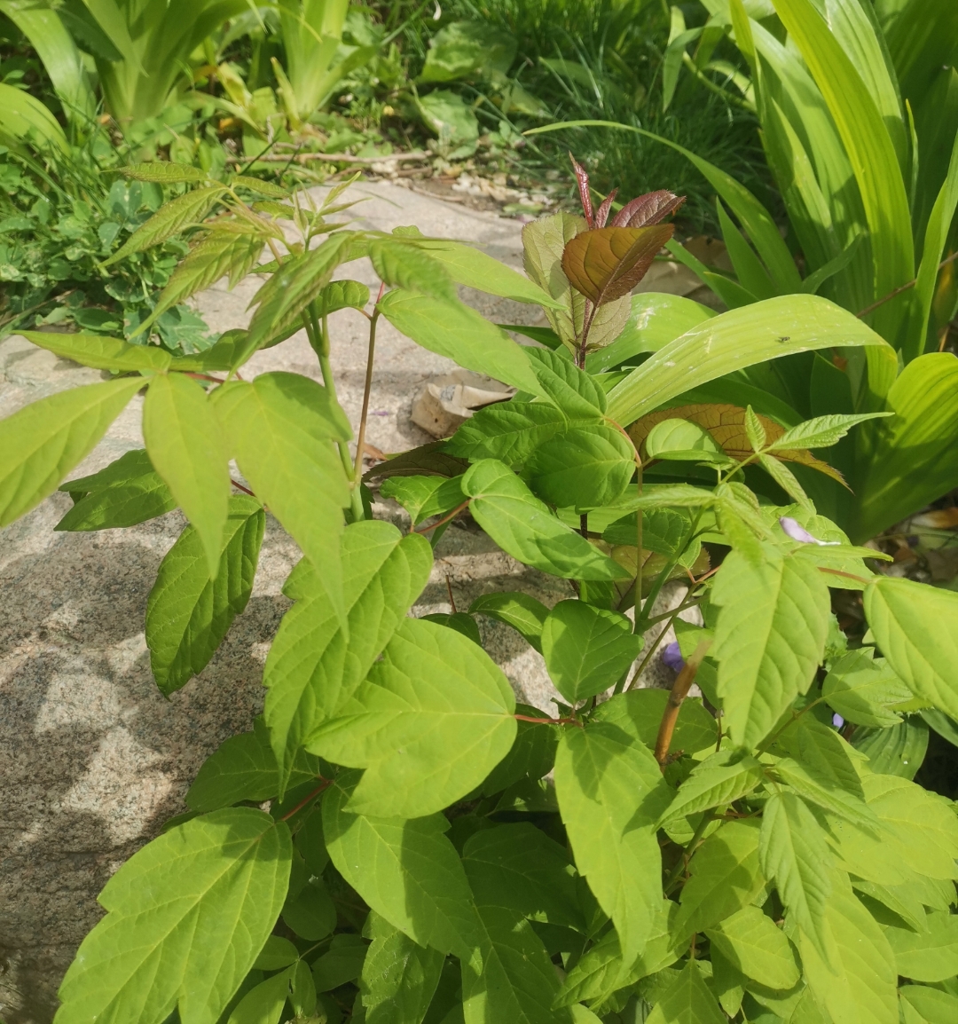 糖槭,又叫梣叶槭.