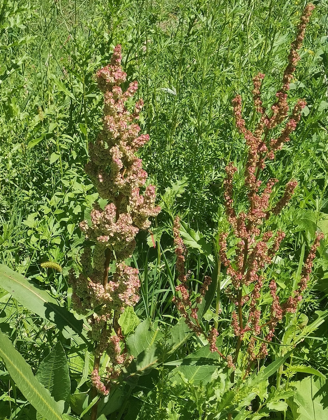 菠菜开花结籽图片