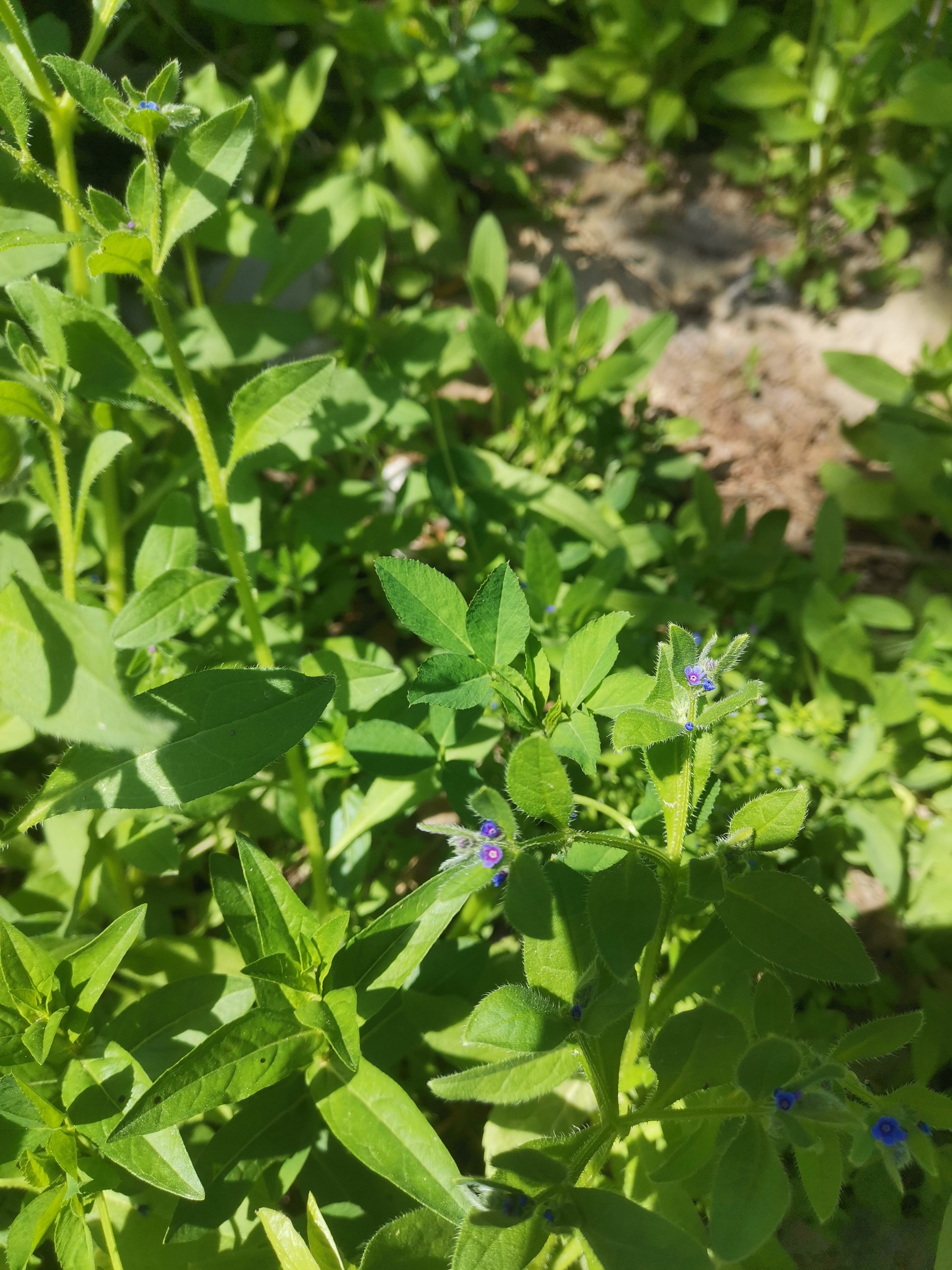 开着细碎的小蓝花