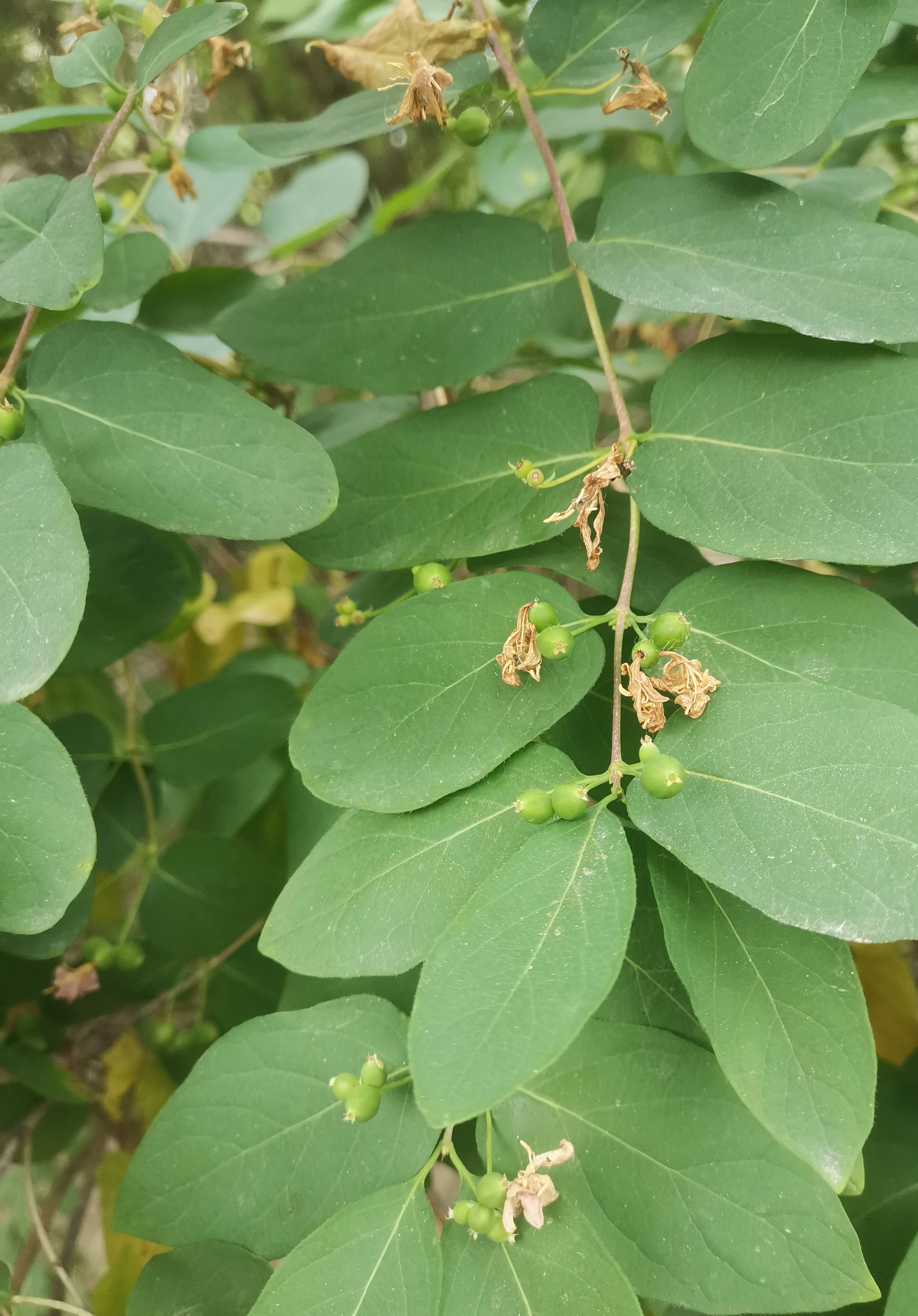 小小的果,像绿豆那么大,不知最终能长多大.
