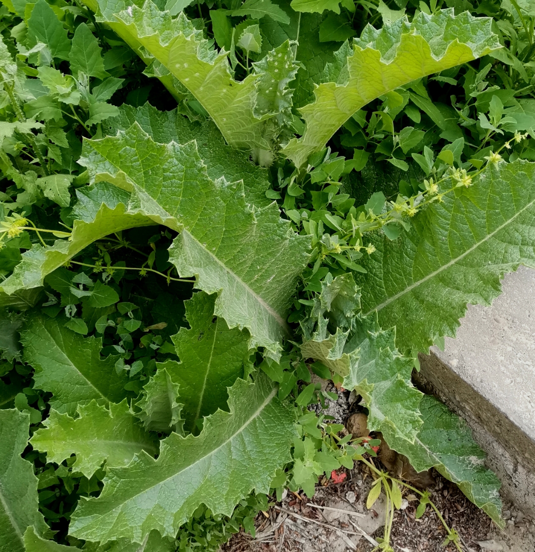 宽叶子植物名称和图片图片