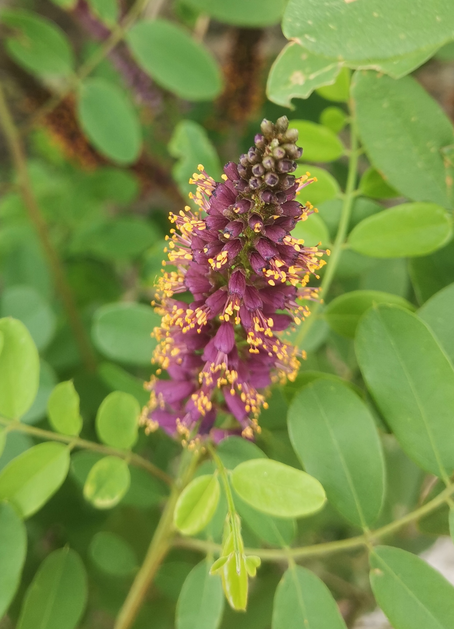 一种树樆灌木开的花,挺像鲁水花
