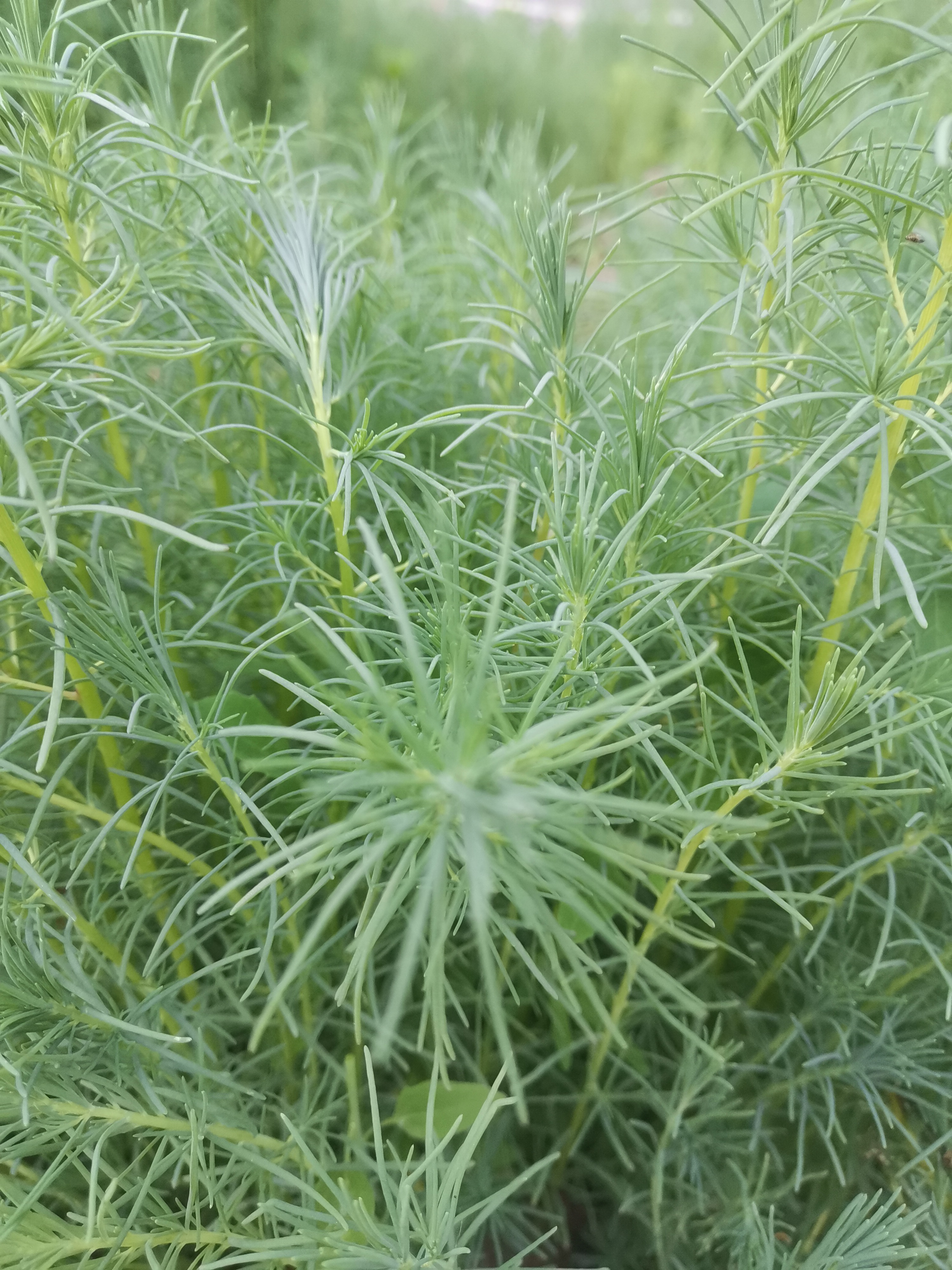 细长的叶子,细长的茎,挺像养在鱼缸里的一种水草,挺有观赏性