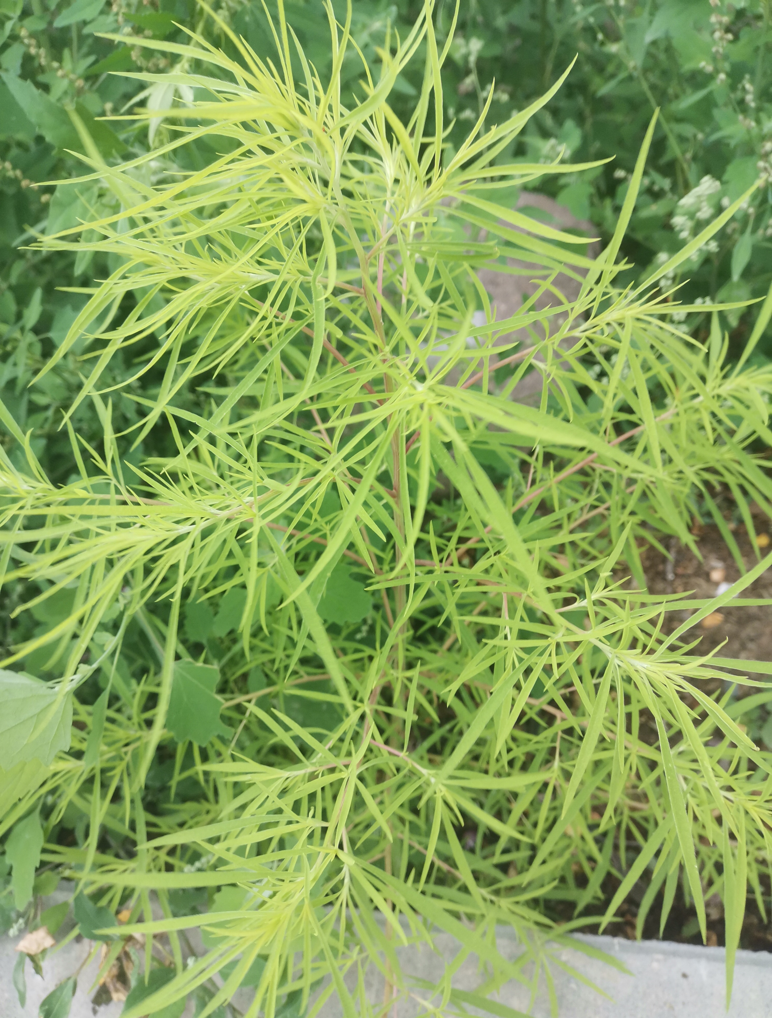 扫帚苗纤长柔韧的叶子,蛮有观赏性的