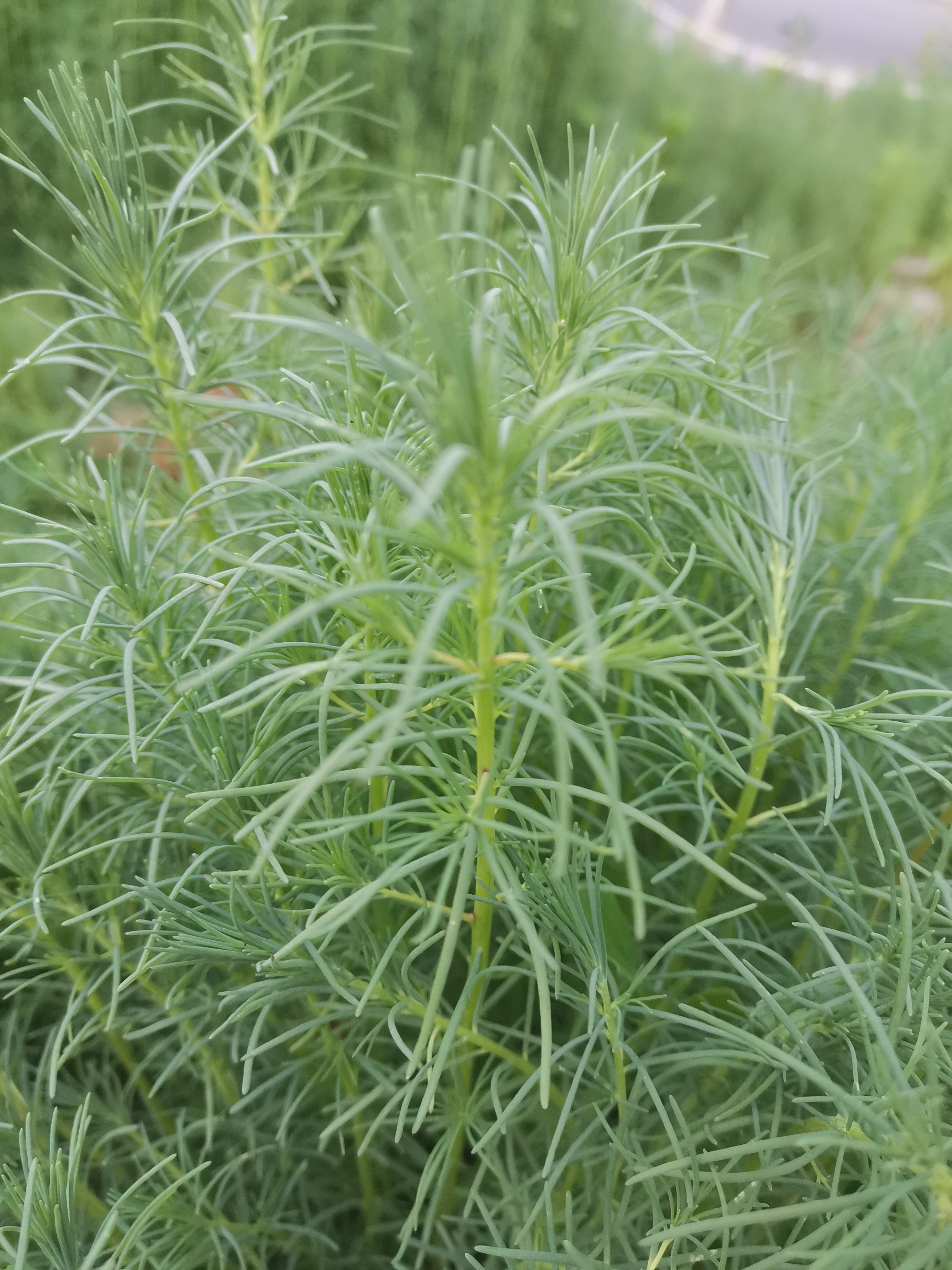 细长的叶子,细长的茎,挺像养在鱼缸里的一种水草,挺有观赏性