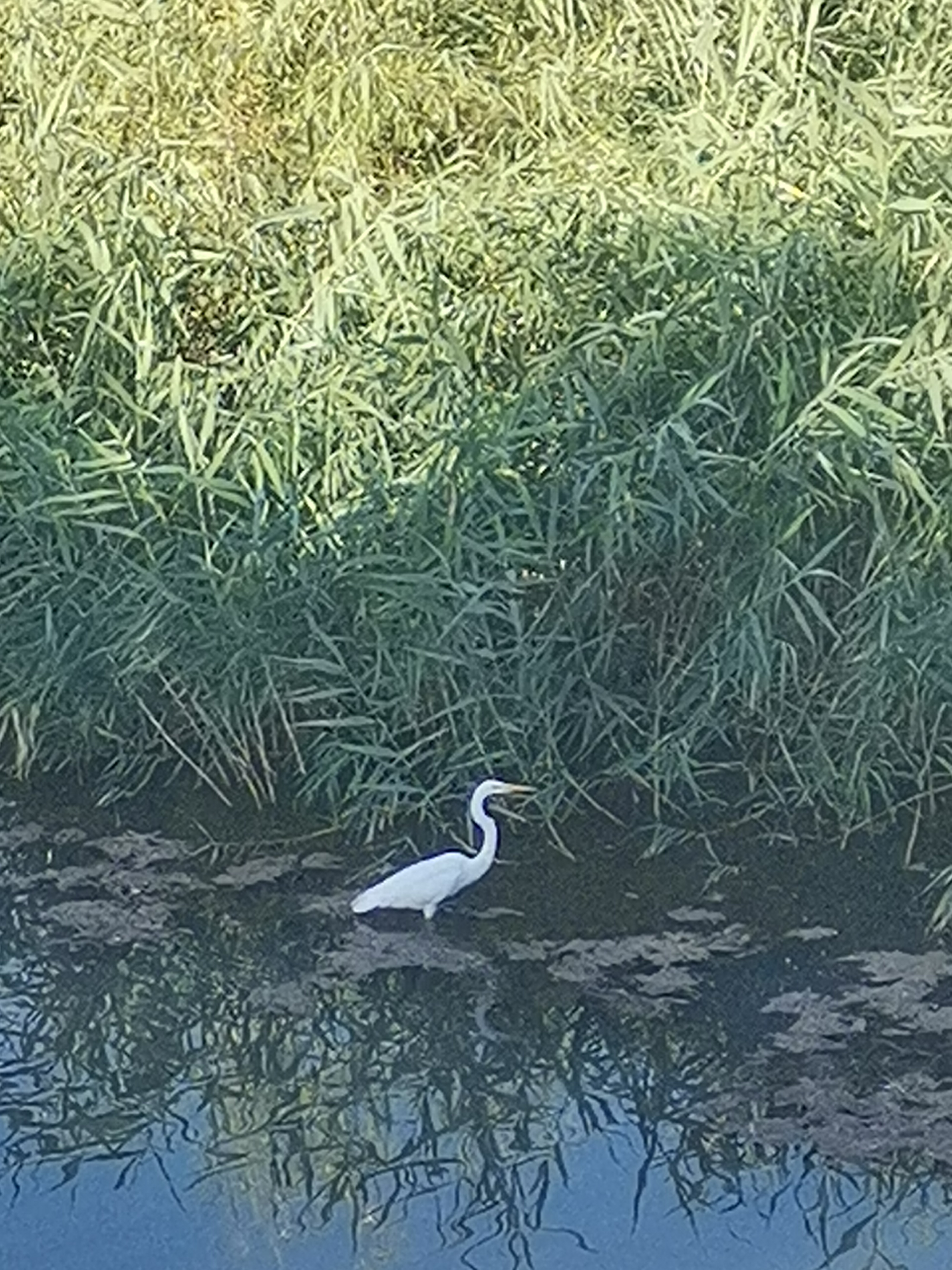 在伊宁县城吉尔格朗河的一座桥上,看到这只白色的水鸟在一丛芦苇边上
