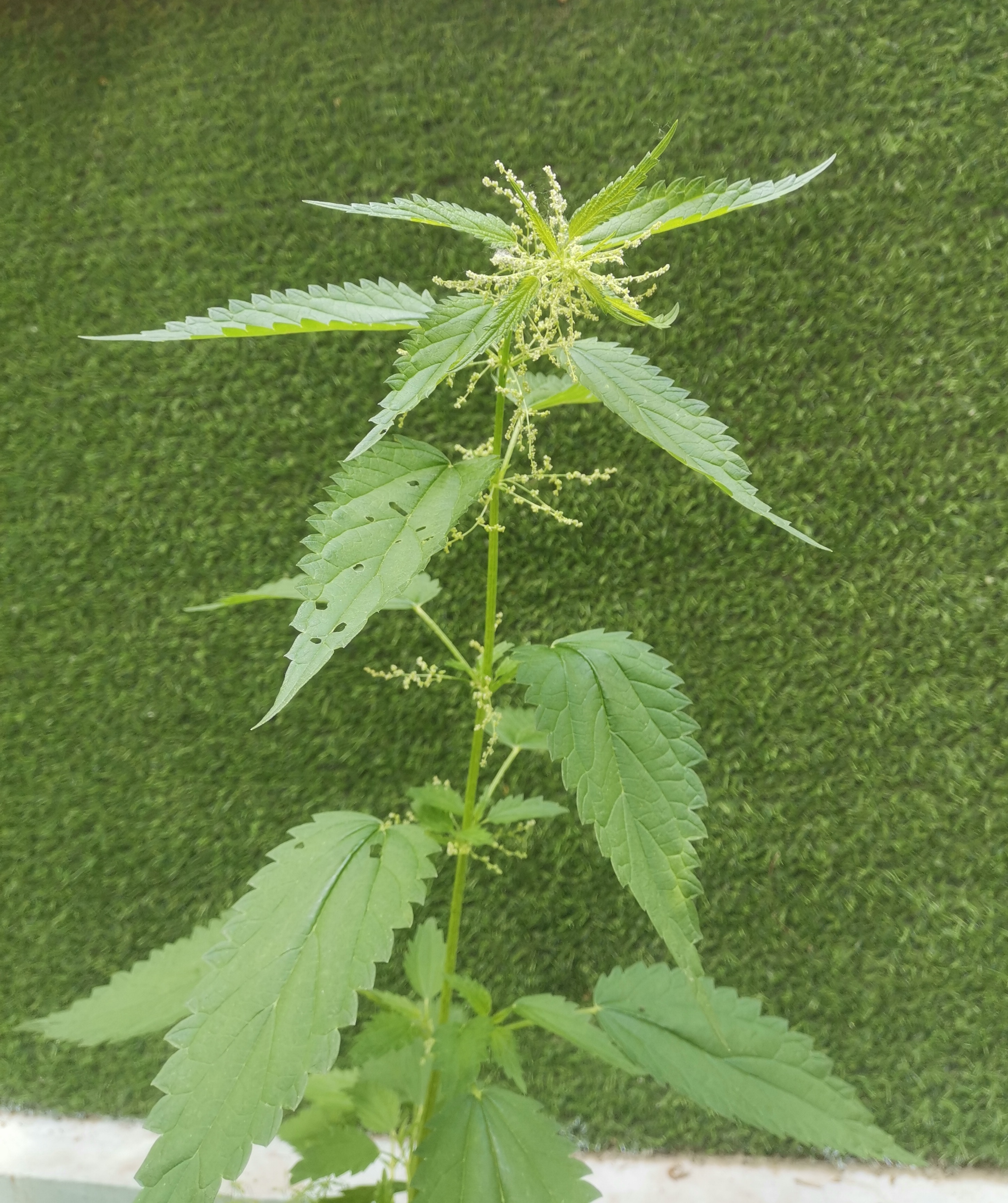 狭叶荨麻,有祛风定惊之效.