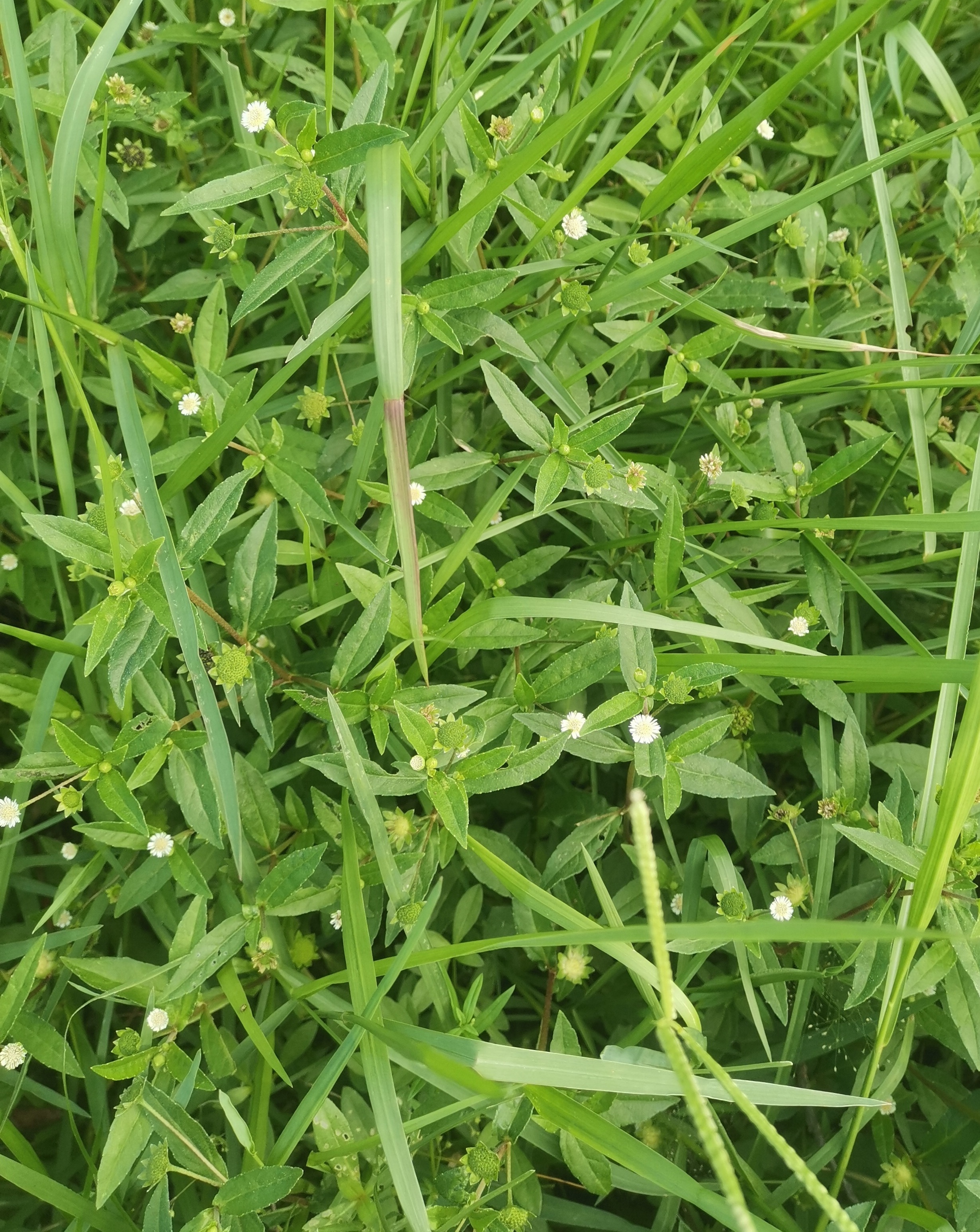 开白花的野草图片