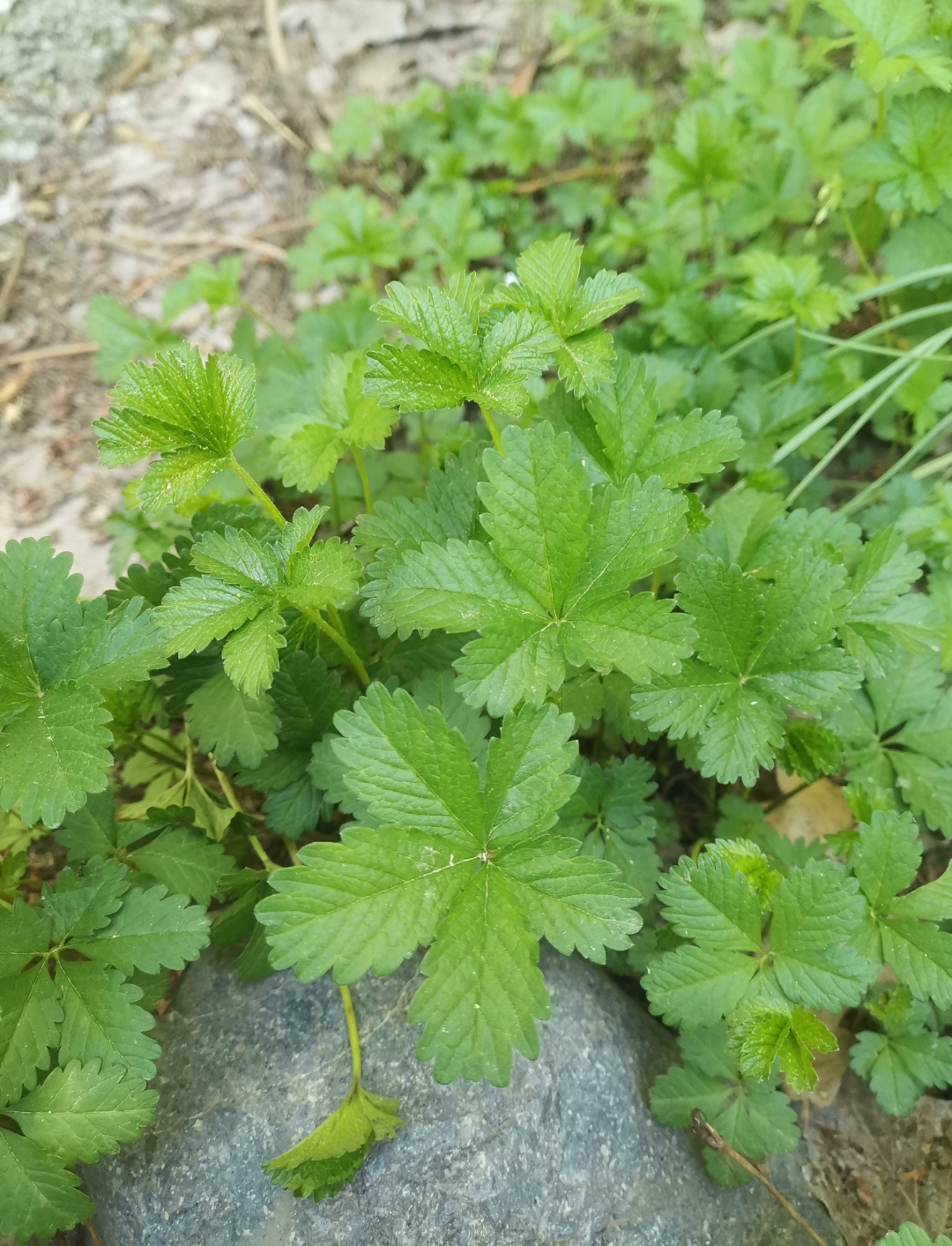 两种一片叶子都分成五瓣的植物