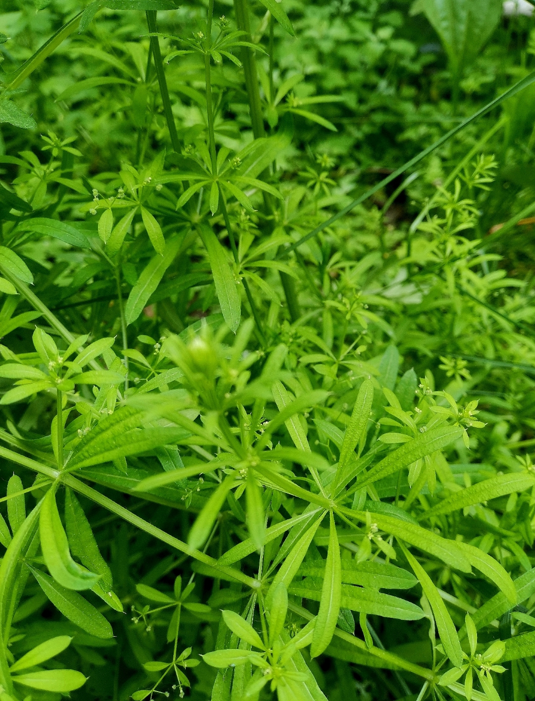 这个草本植物一节一节地往上长,每一个节点处都有8片细长的叶子排列一