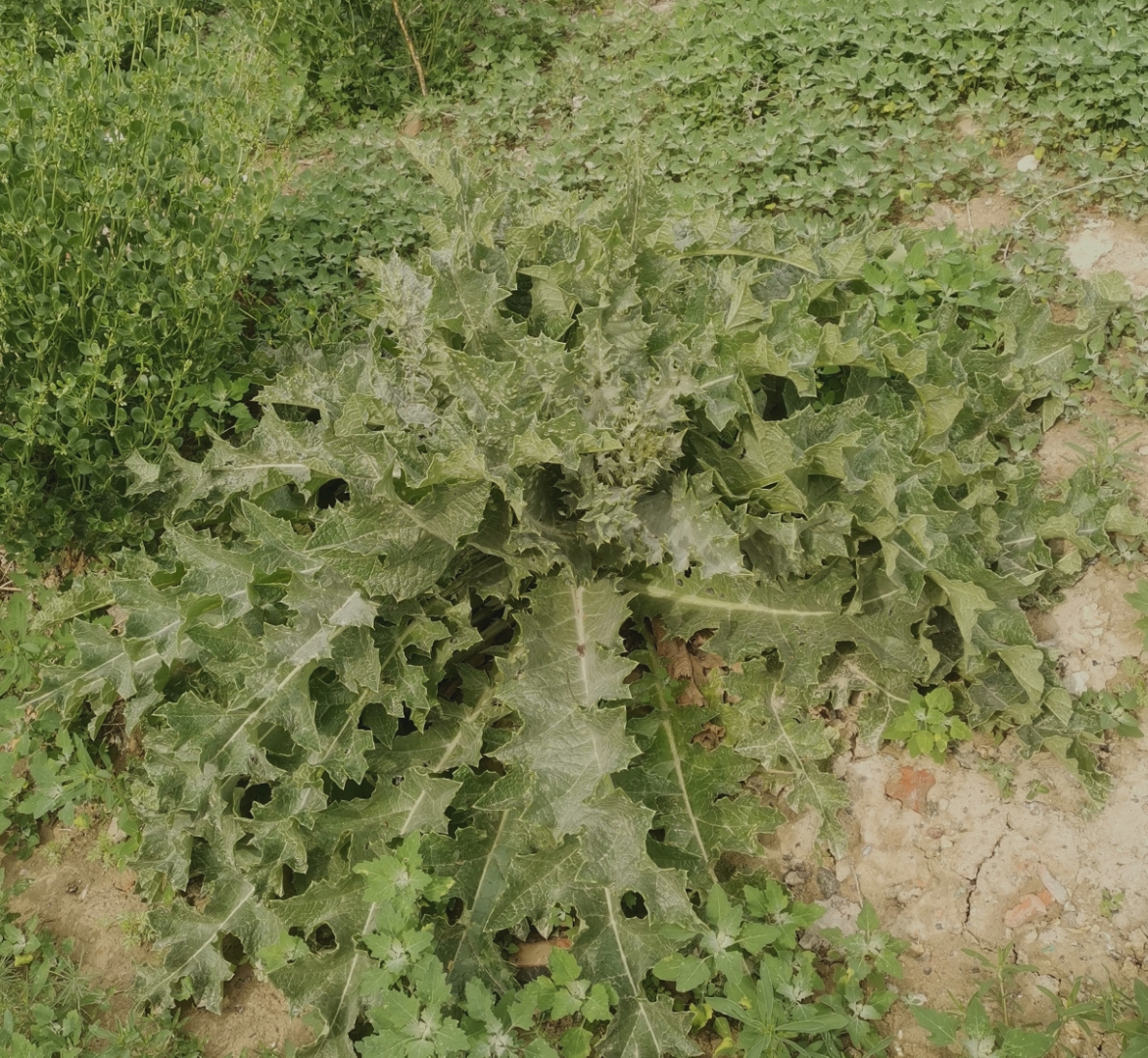 线叶蓟图片