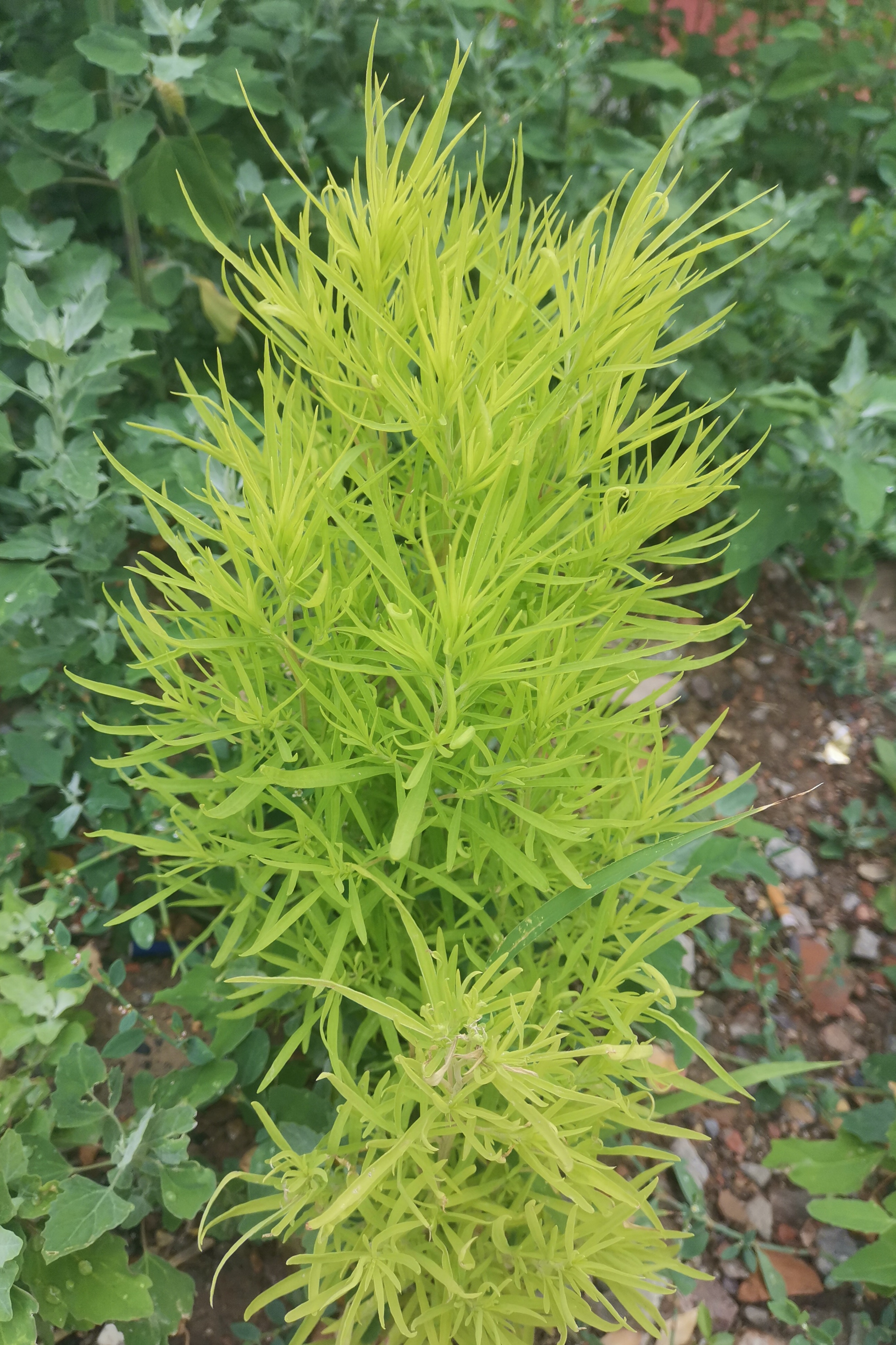 扫帚苗纤长柔韧的叶子,蛮有观赏性的