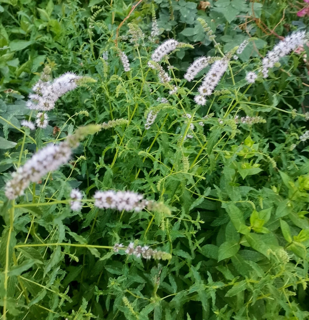 留兰香,也叫绿薄荷,青薄荷.伊犁的香草植物真的挺多