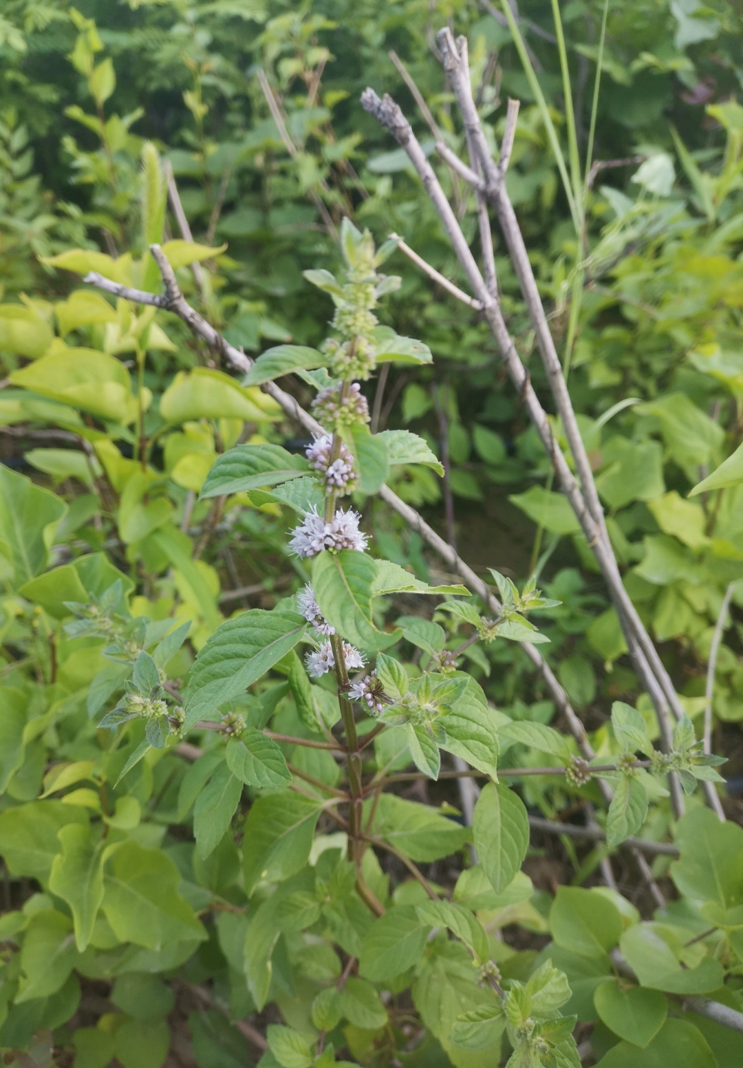 野薄荷开花图片