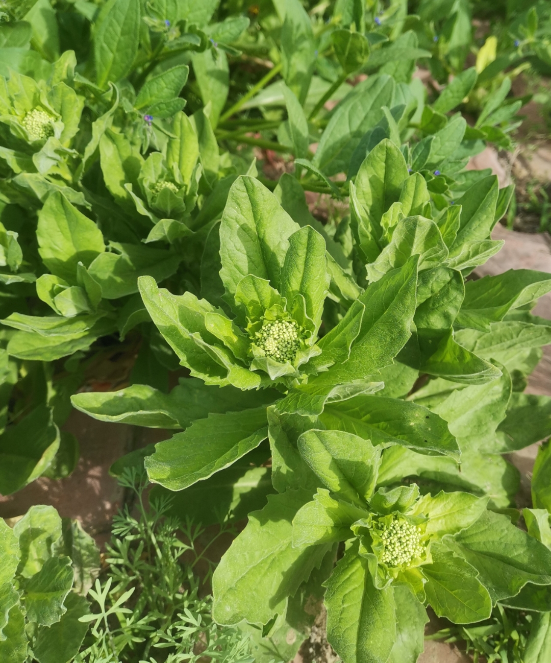 小白花草药图片