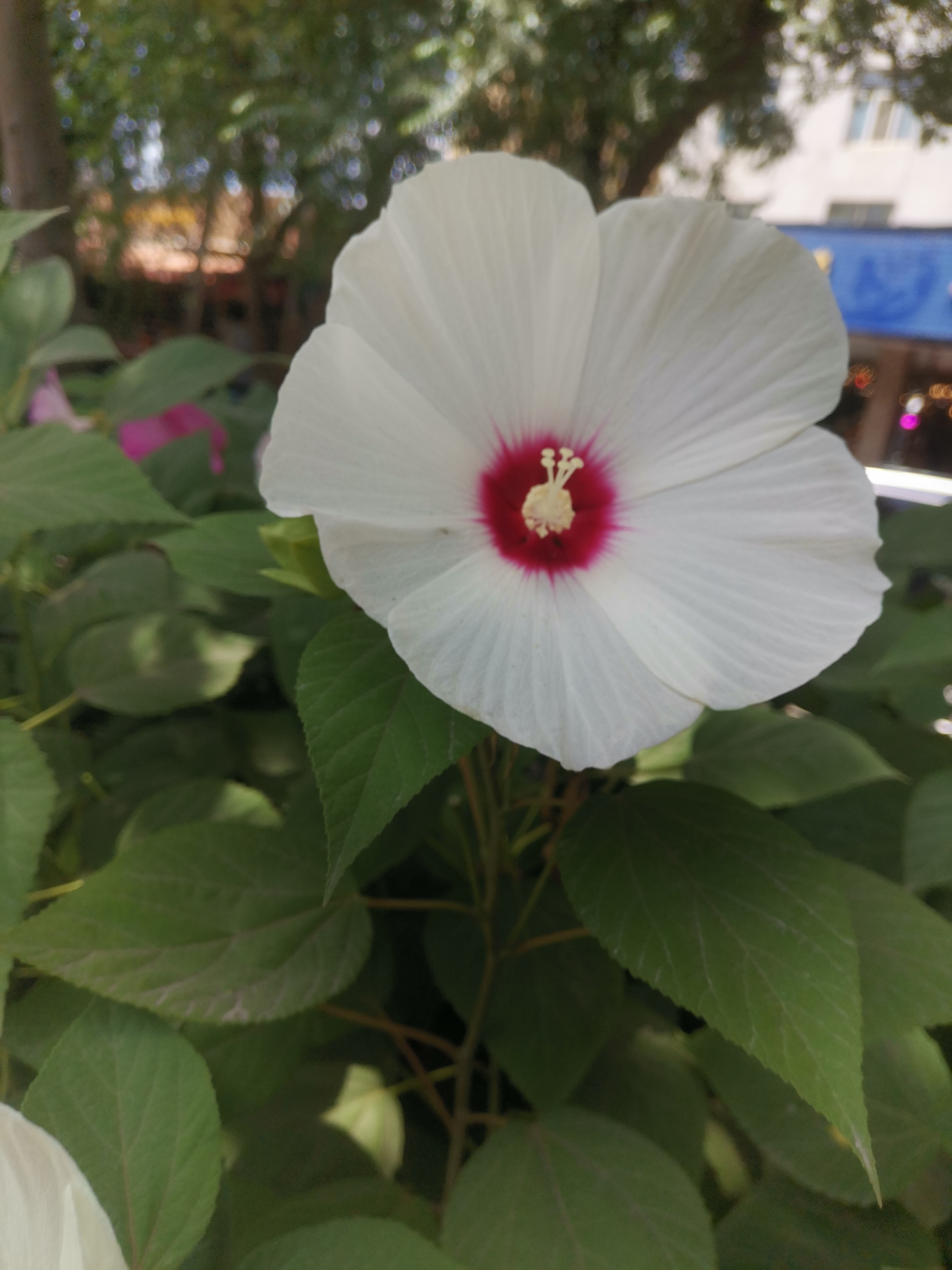 大花秋葵,花朵有一只碗那么大.