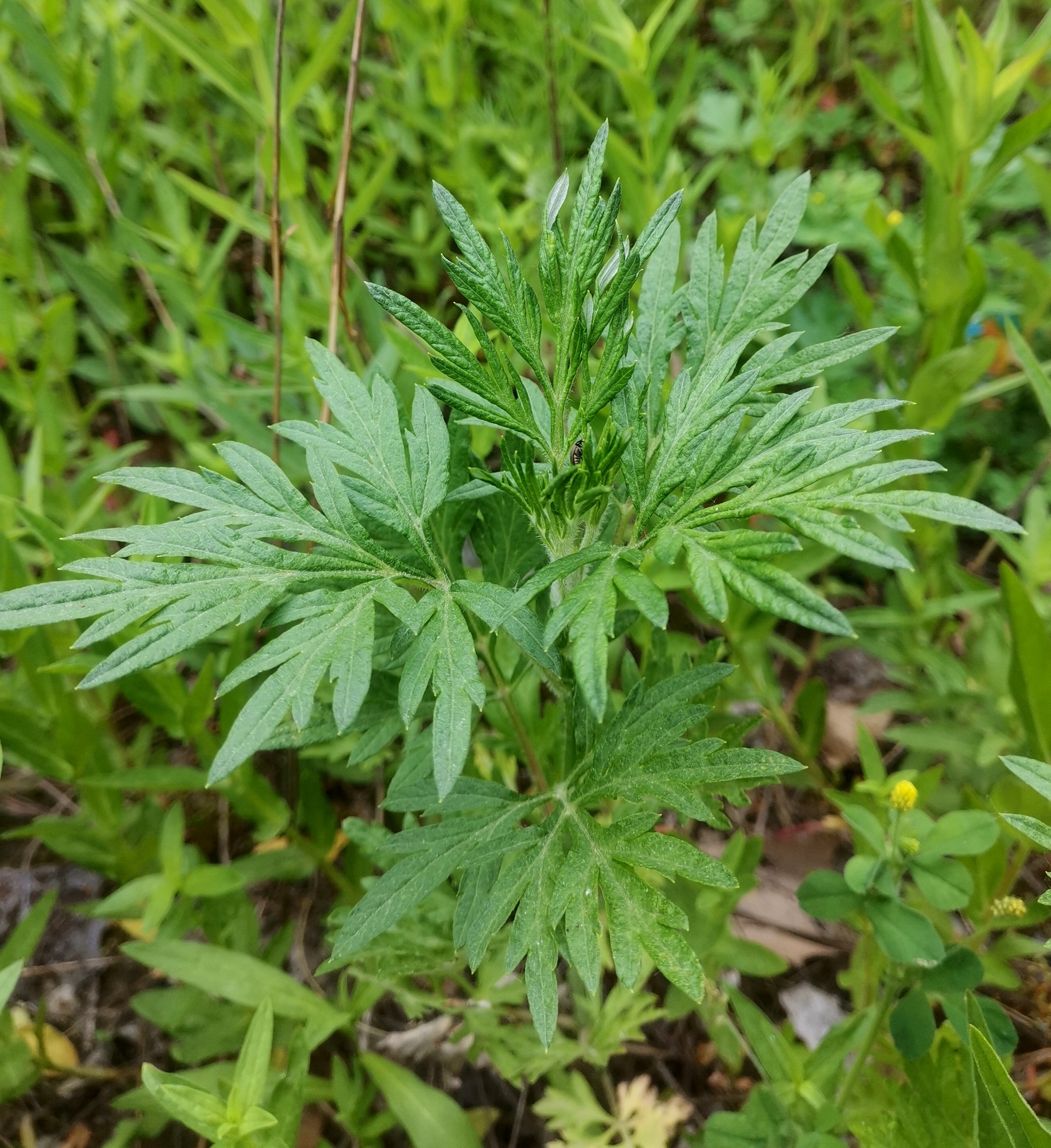 艾草 叶片宽一些;野艾蒿 叶片细一些