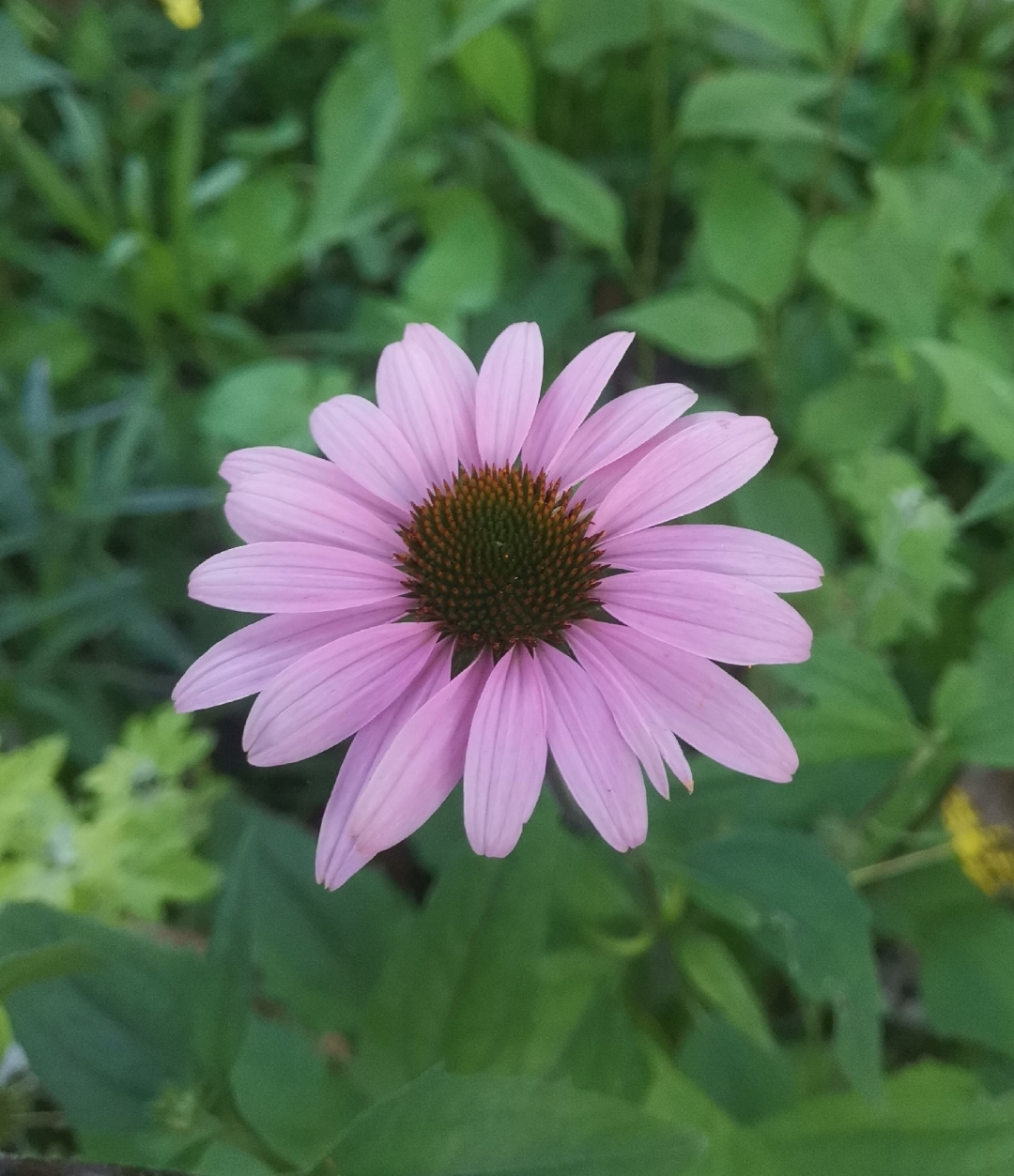 松果菊(粉),大滨菊(白),日光菊(黄).