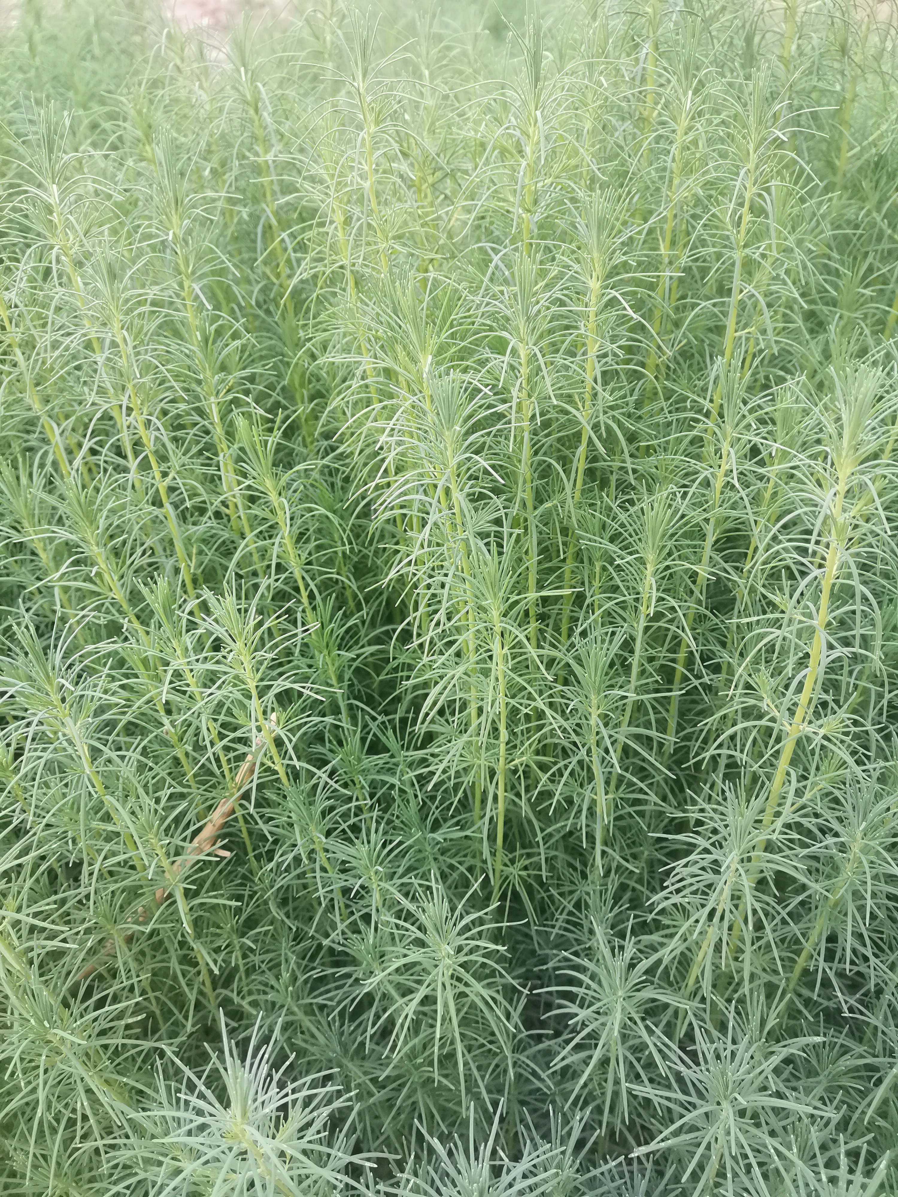 细长的叶子,细长的茎,挺像养在鱼缸里的一种水草,挺有观赏性