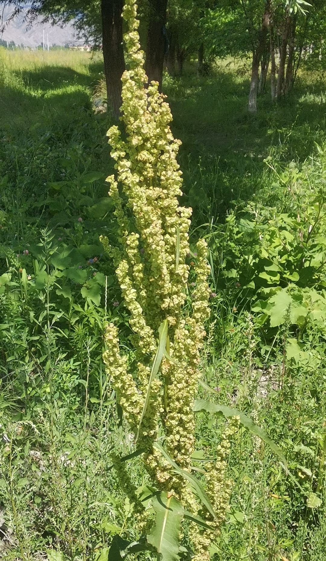 野菠菜图片