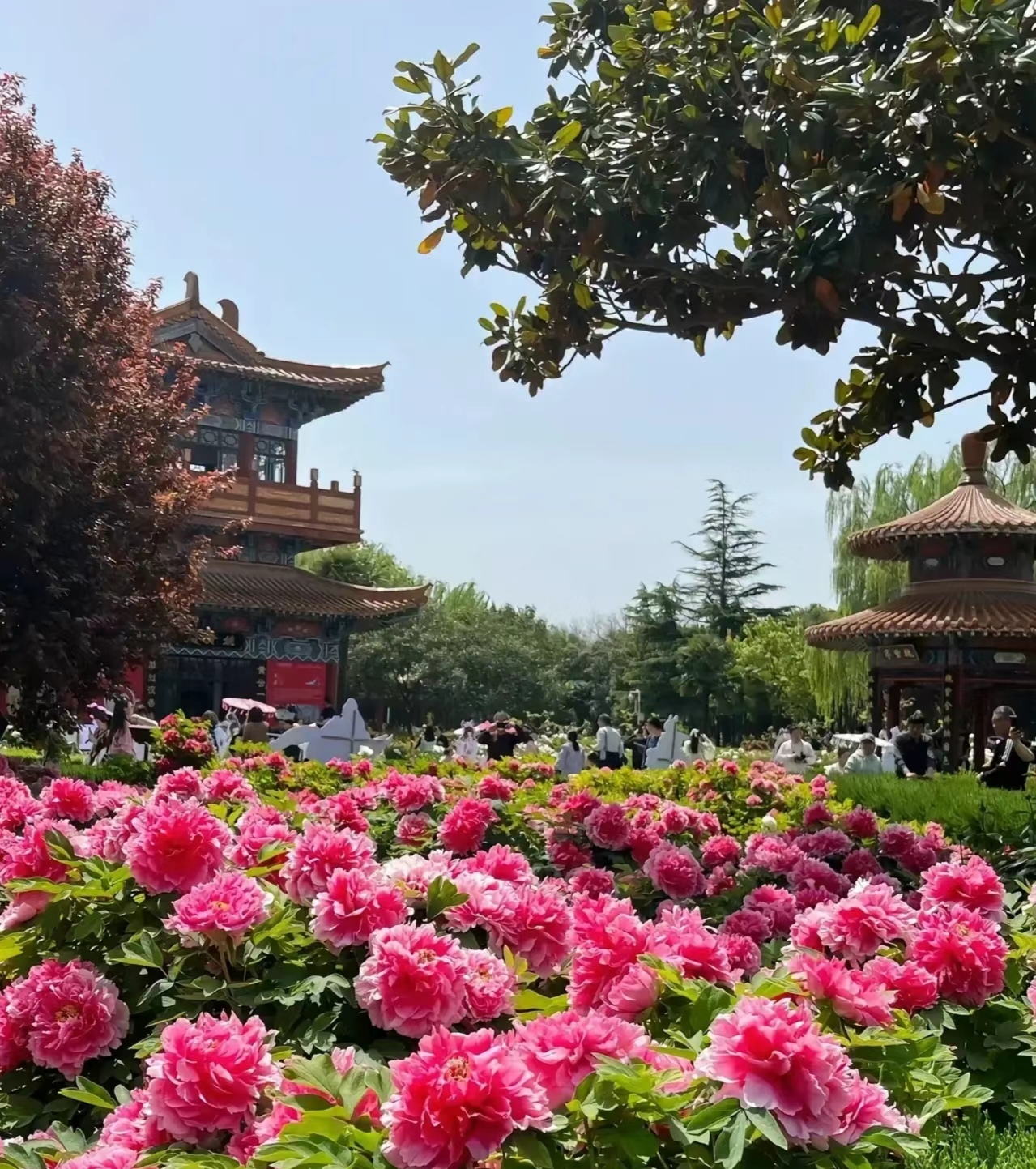 周末去哪儿玩#走进洛阳牡丹园,我瞬间被这片花海包围,感觉自己就像个