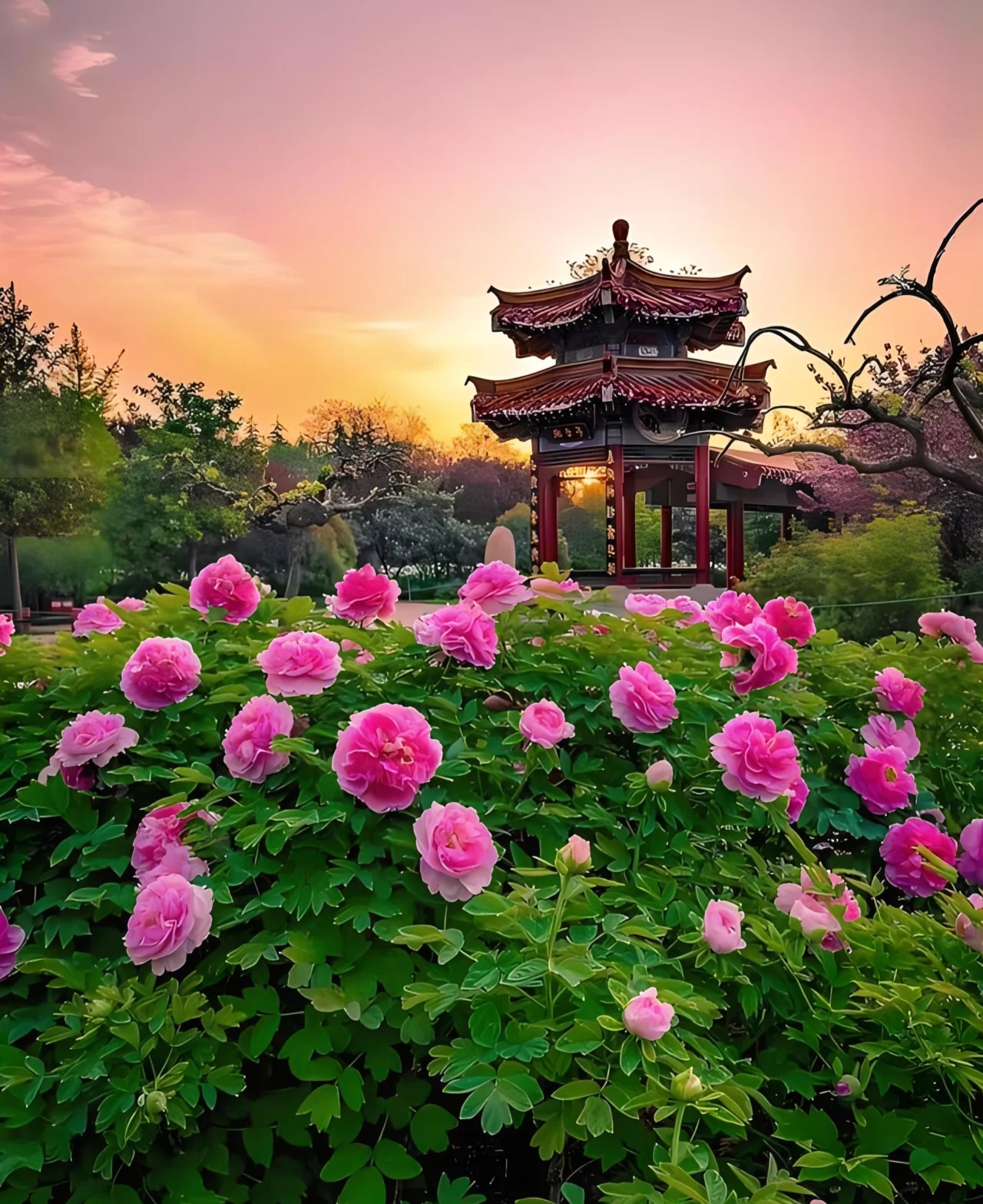 周末去哪儿玩#走进洛阳牡丹园,我瞬间被这片花海包围,感觉自己就细鲻